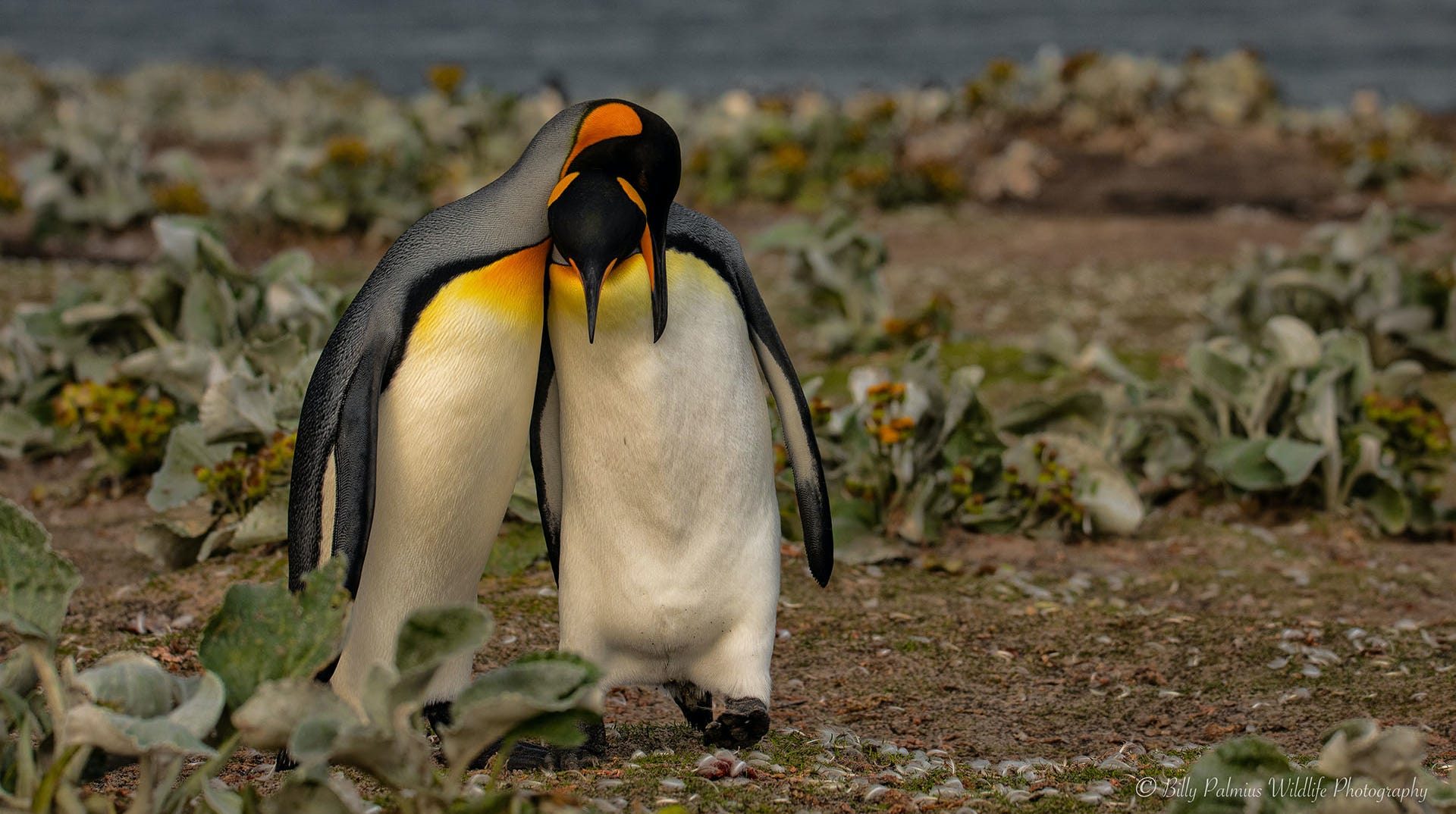 Falkland island