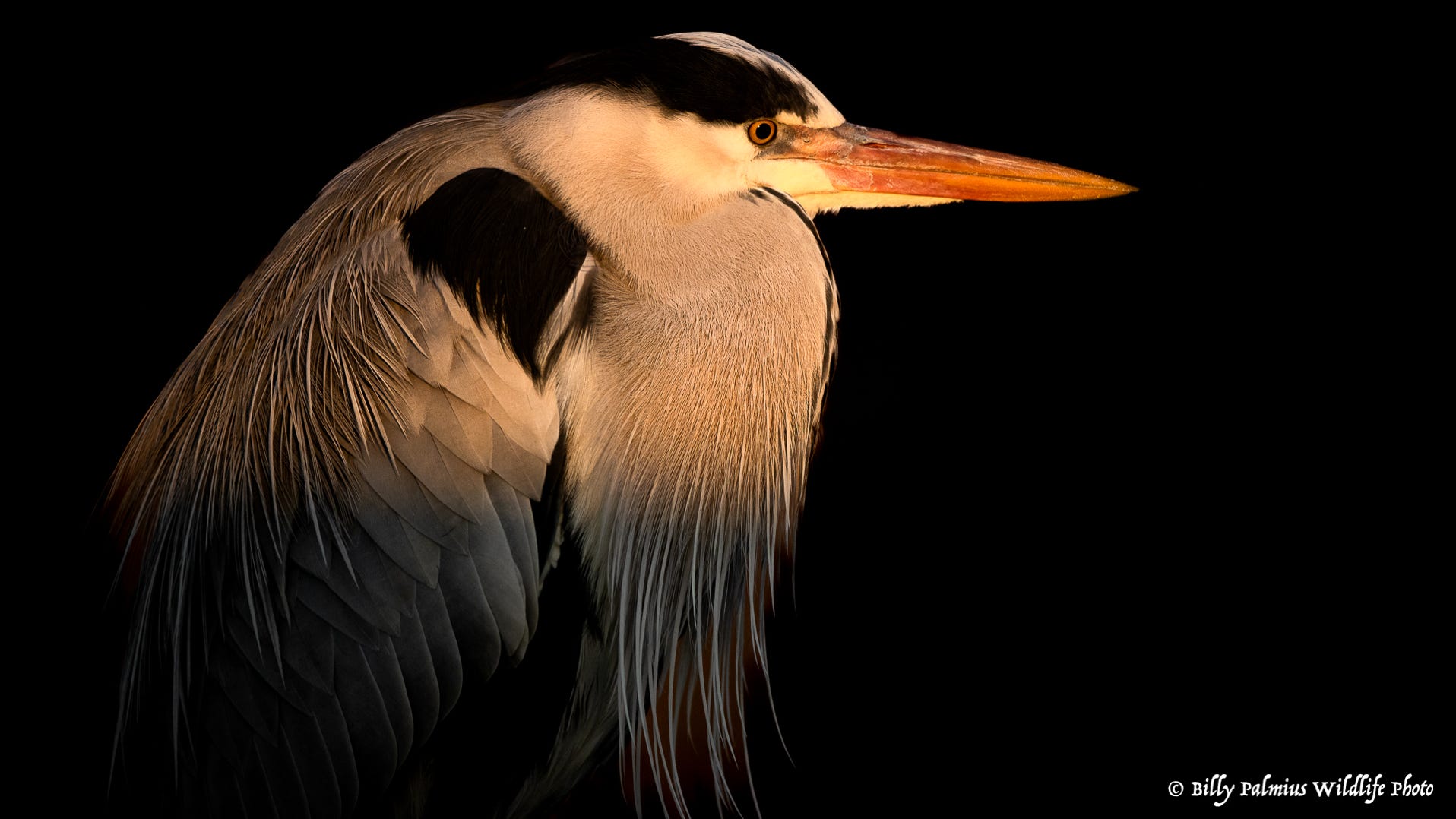 Bence's Farm - Garden Wildlife, Hungary