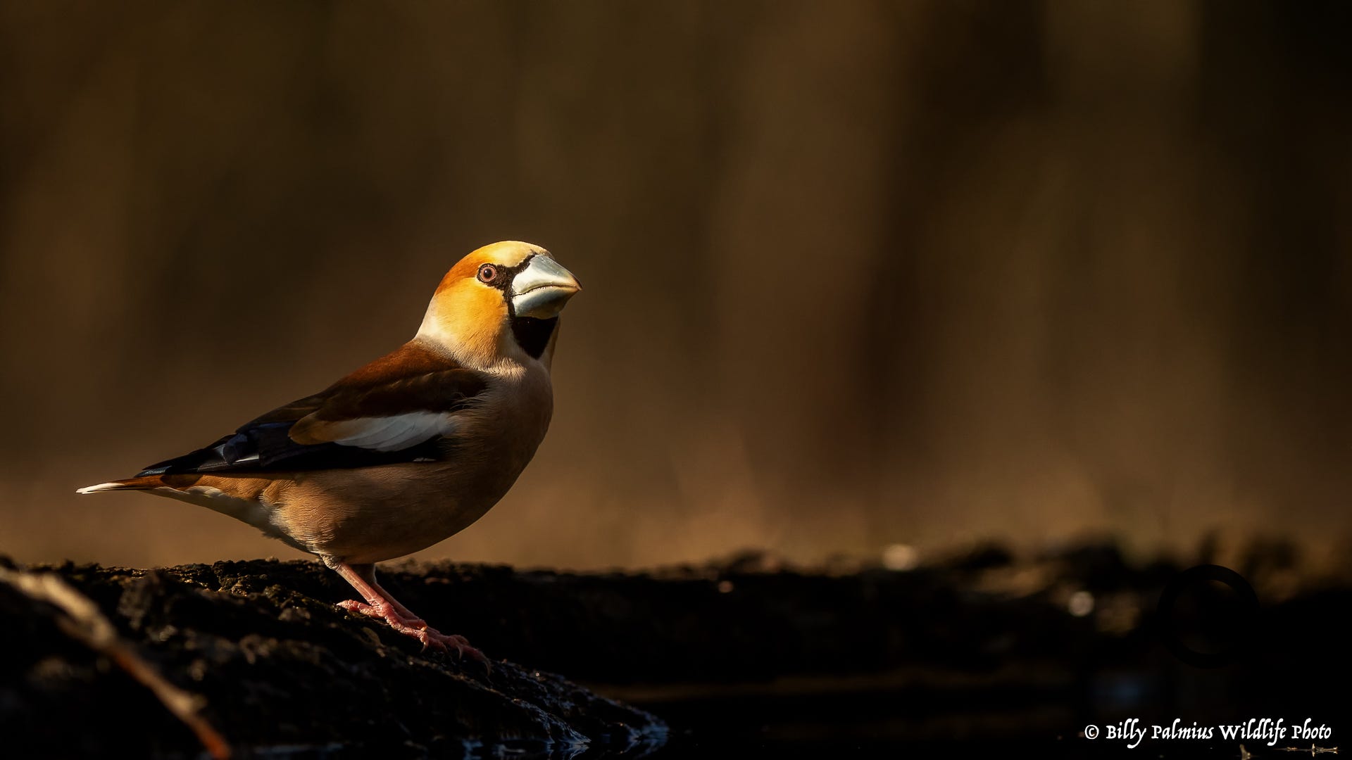 Bence's Farm - Garden Wildlife, Hungary