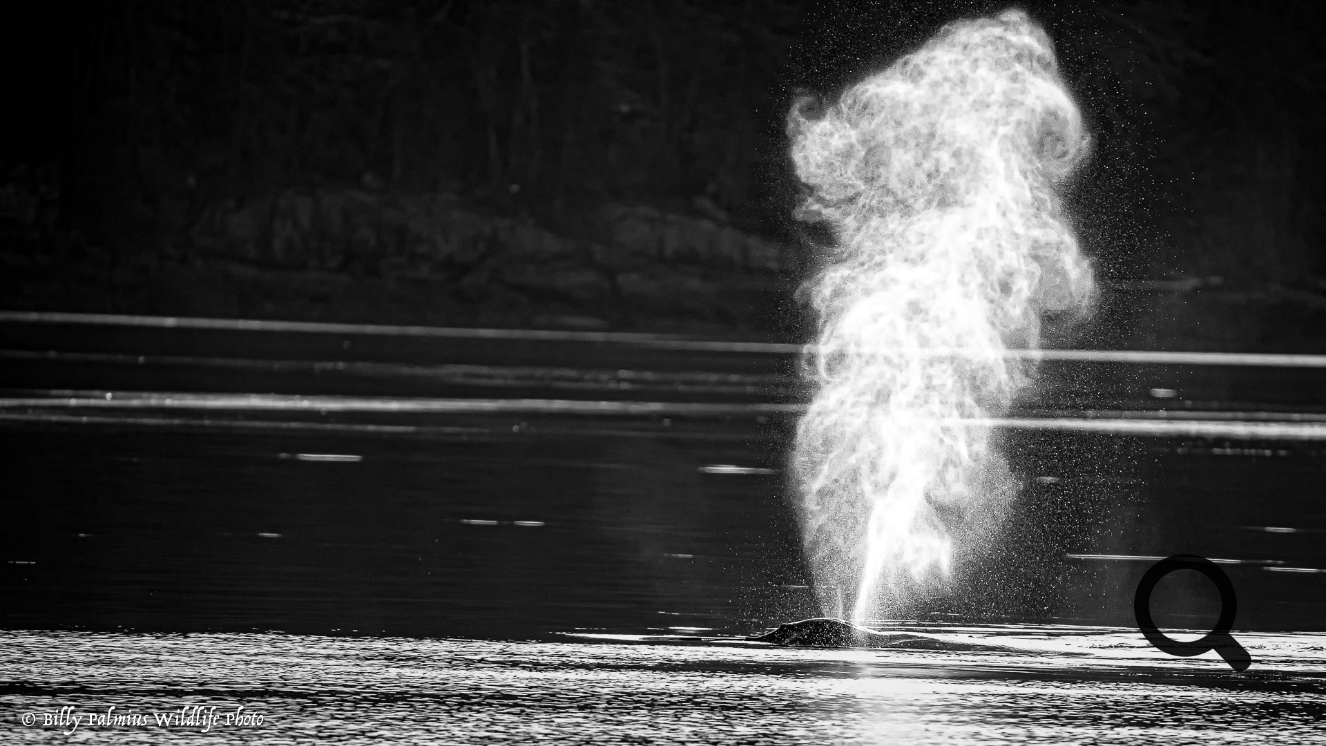 Bears in BC, Canada