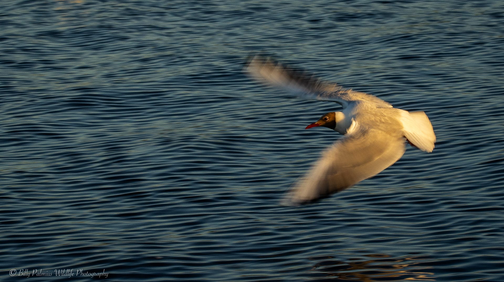 Pictures from Lake Mälaren in Sweden, shooting the Ospray