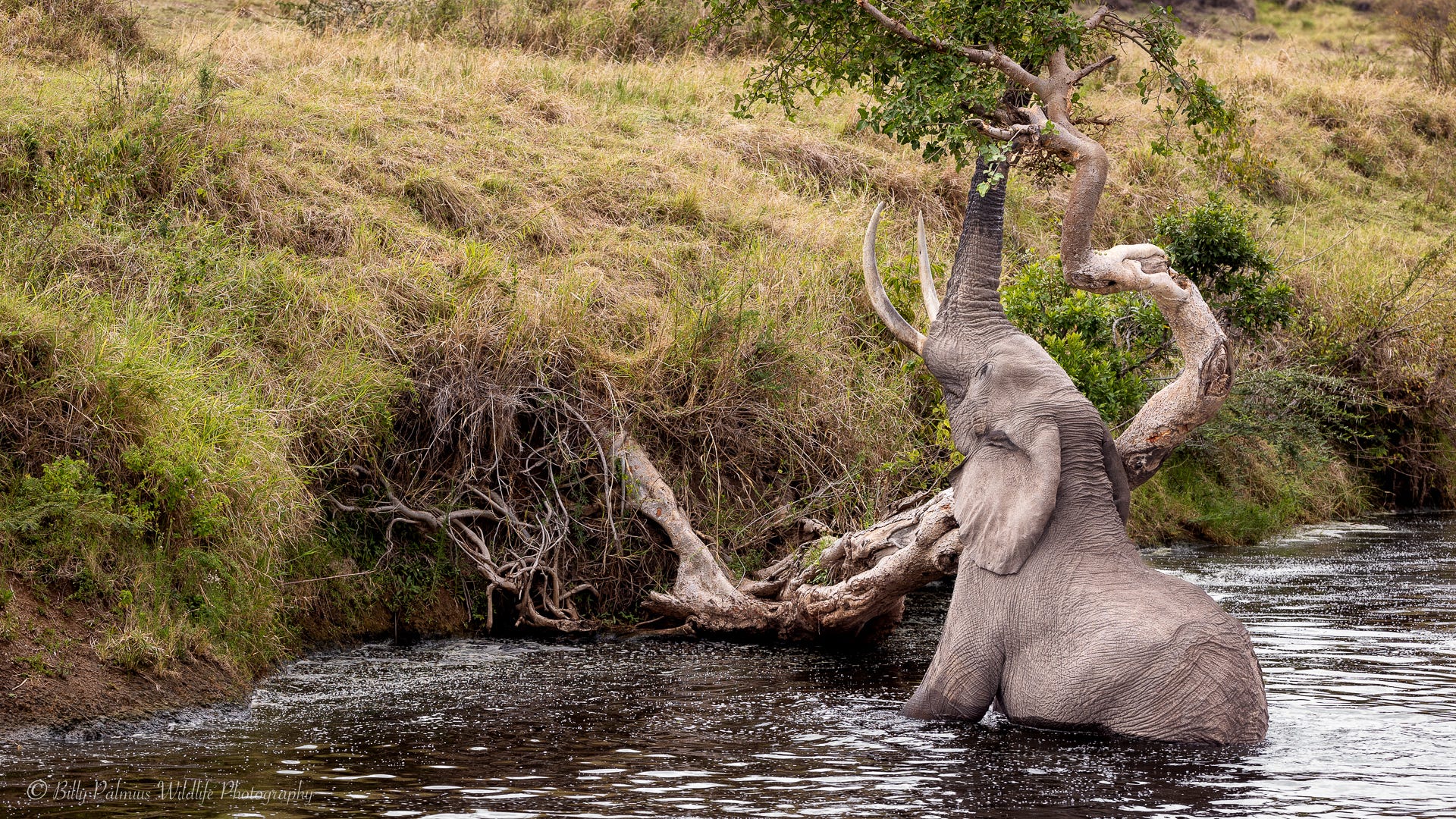 Kenya Wildlife