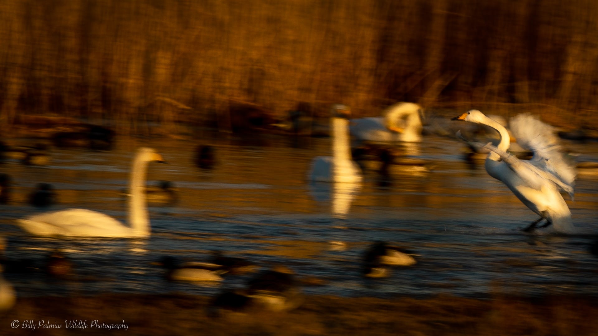 Pictures from the lake Tysslingen