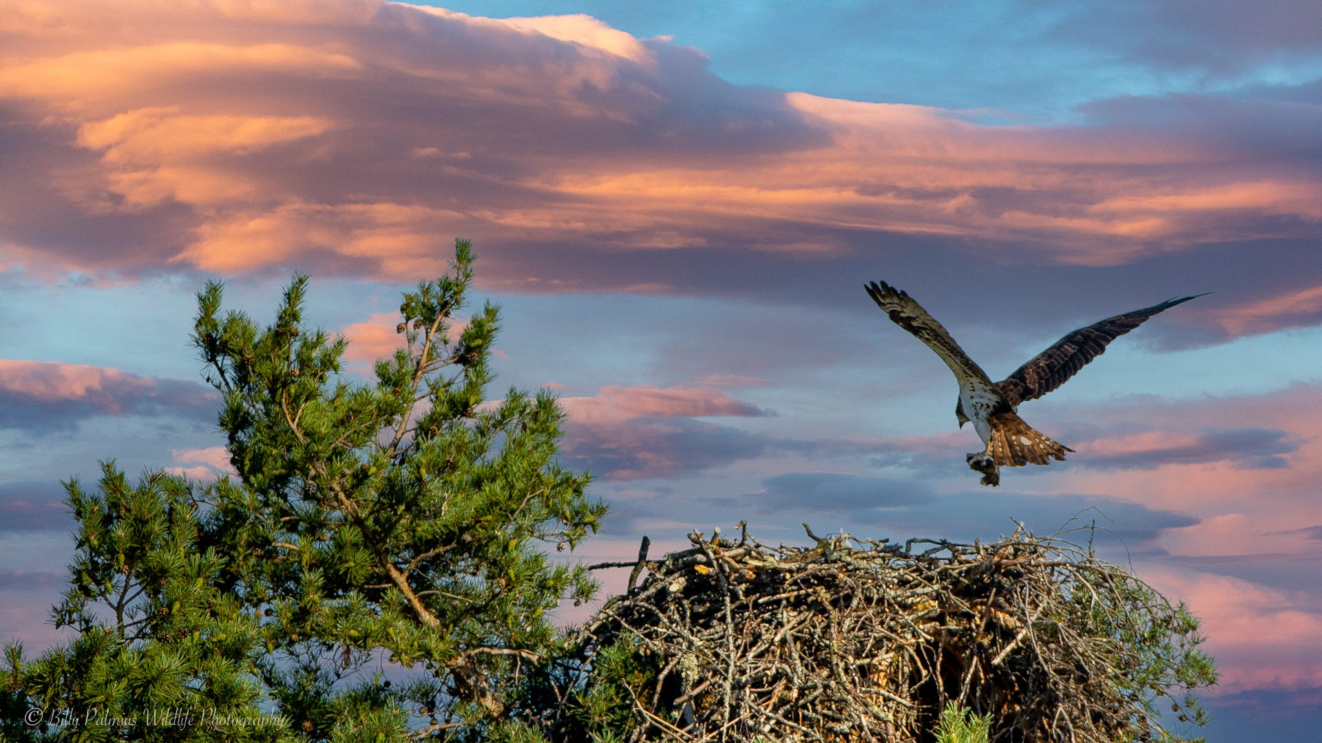 Pictures from Lake Mälaren in Sweden, shooting the Ospray