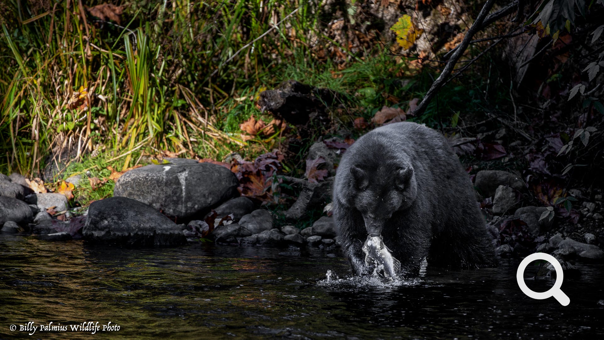 Bears in BC, Canada