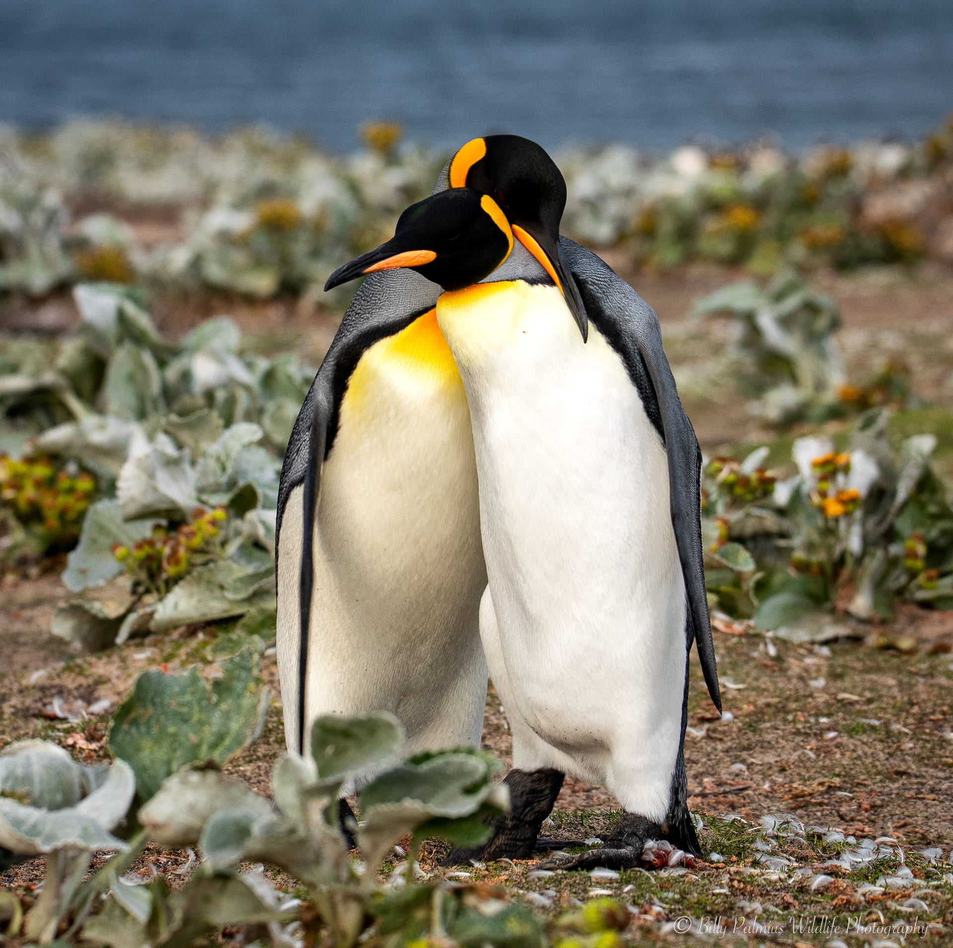 Falkland island