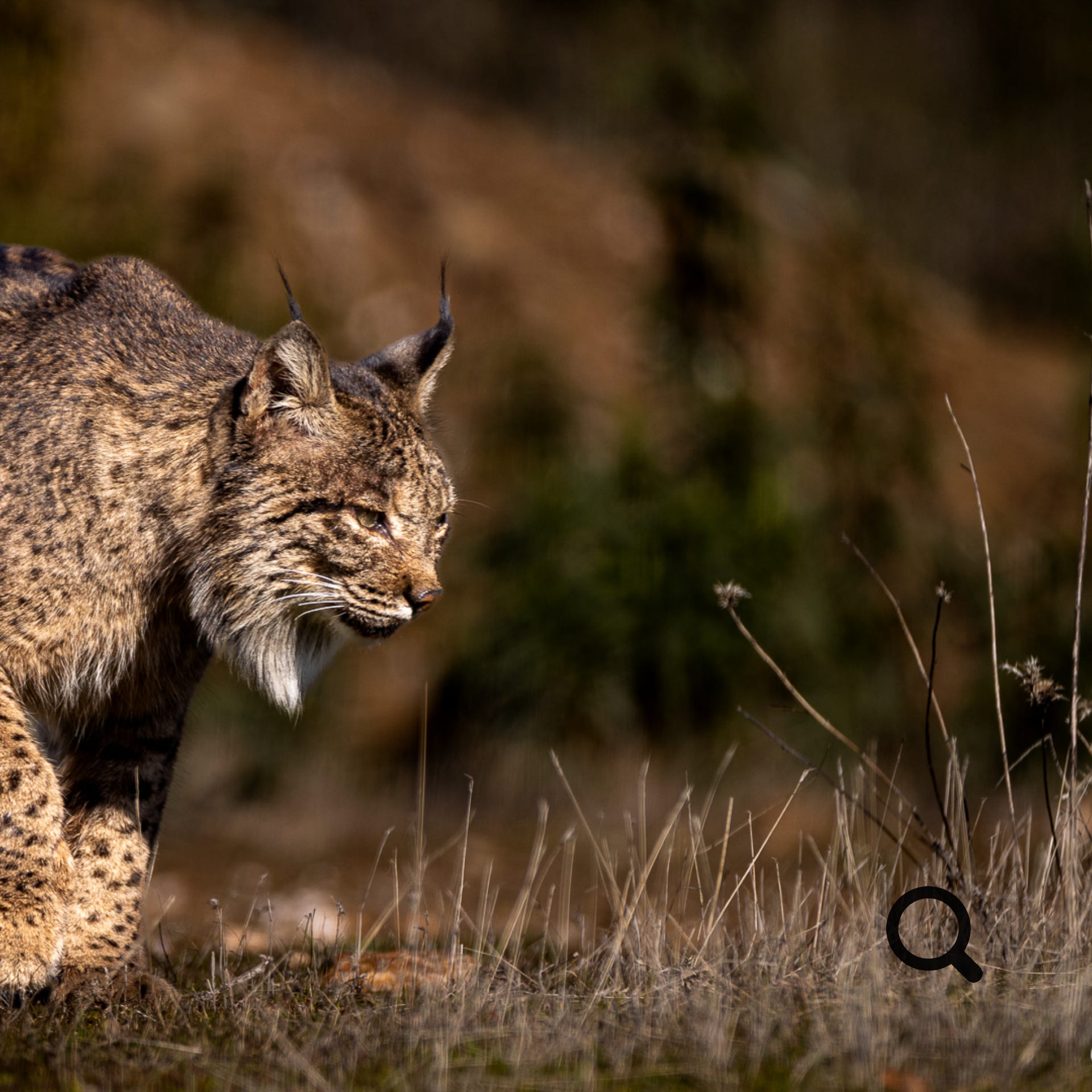 Iberian Lynx in Andalusien, Spain