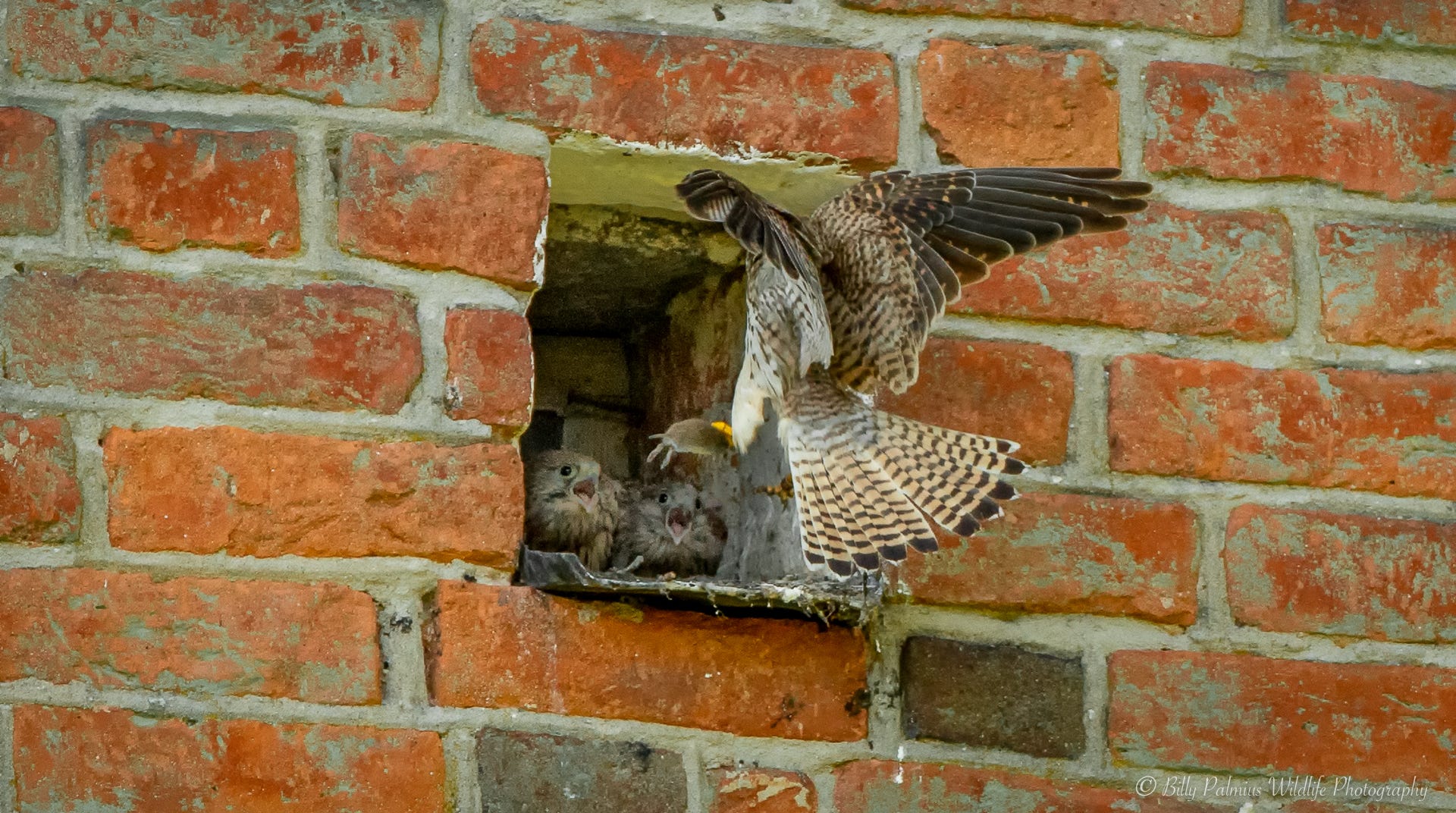 The Common Kestrel (Falco tinnunculus) - Tornfalk