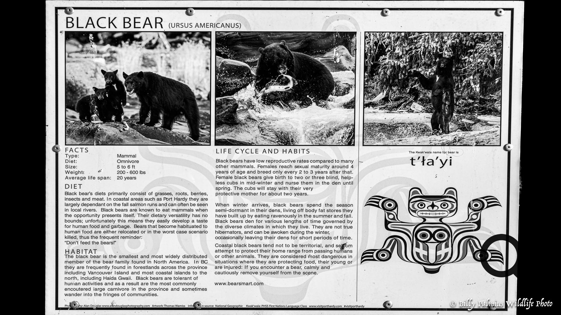Bears in BC, Canada