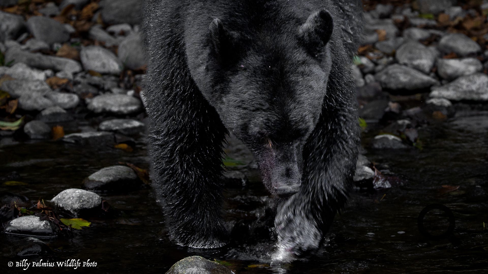 Bears in BC, Canada