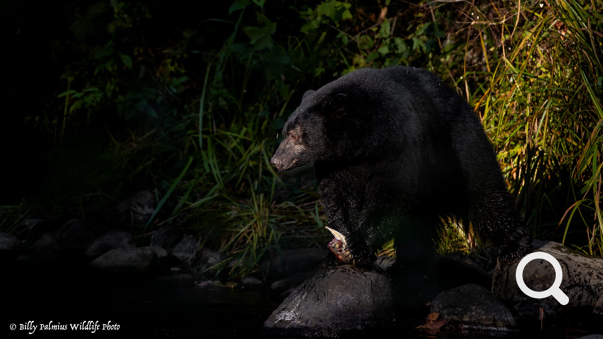 Bears in BC, Canada