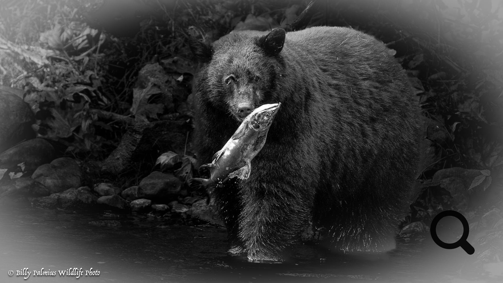 Bears in BC, Canada