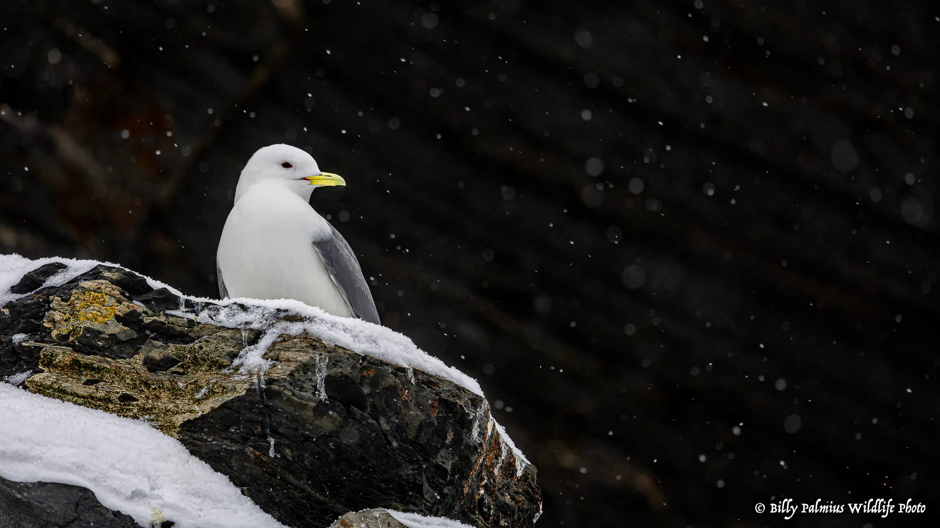 Norway Varanger