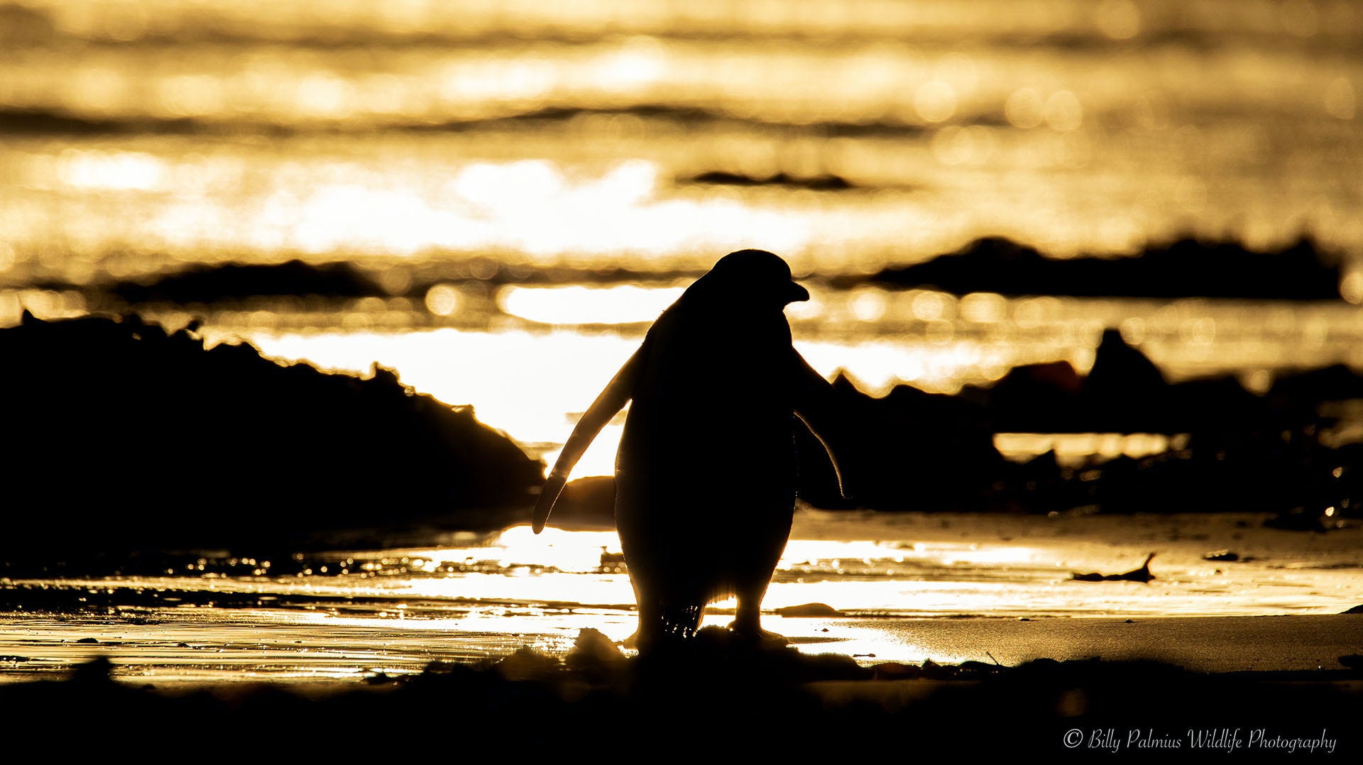 Falkland island
