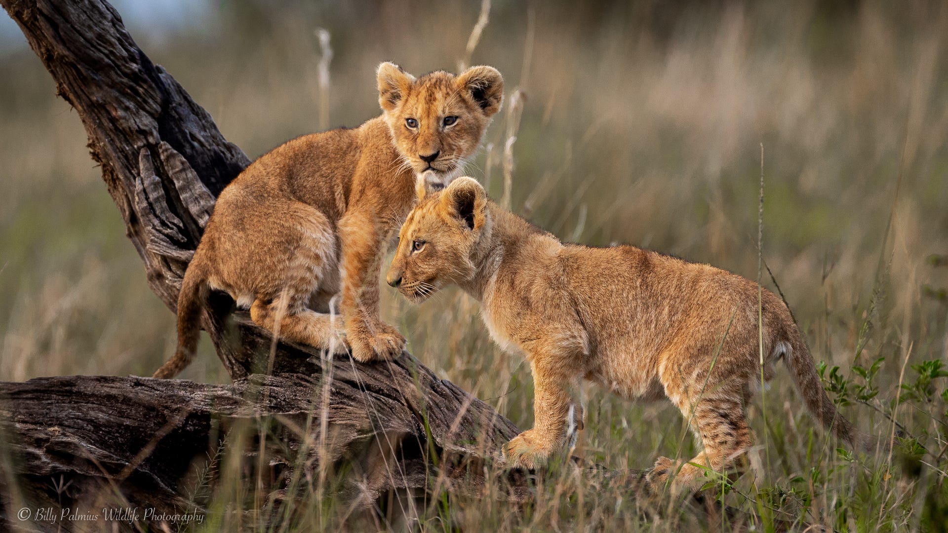 Kenya Wildlife