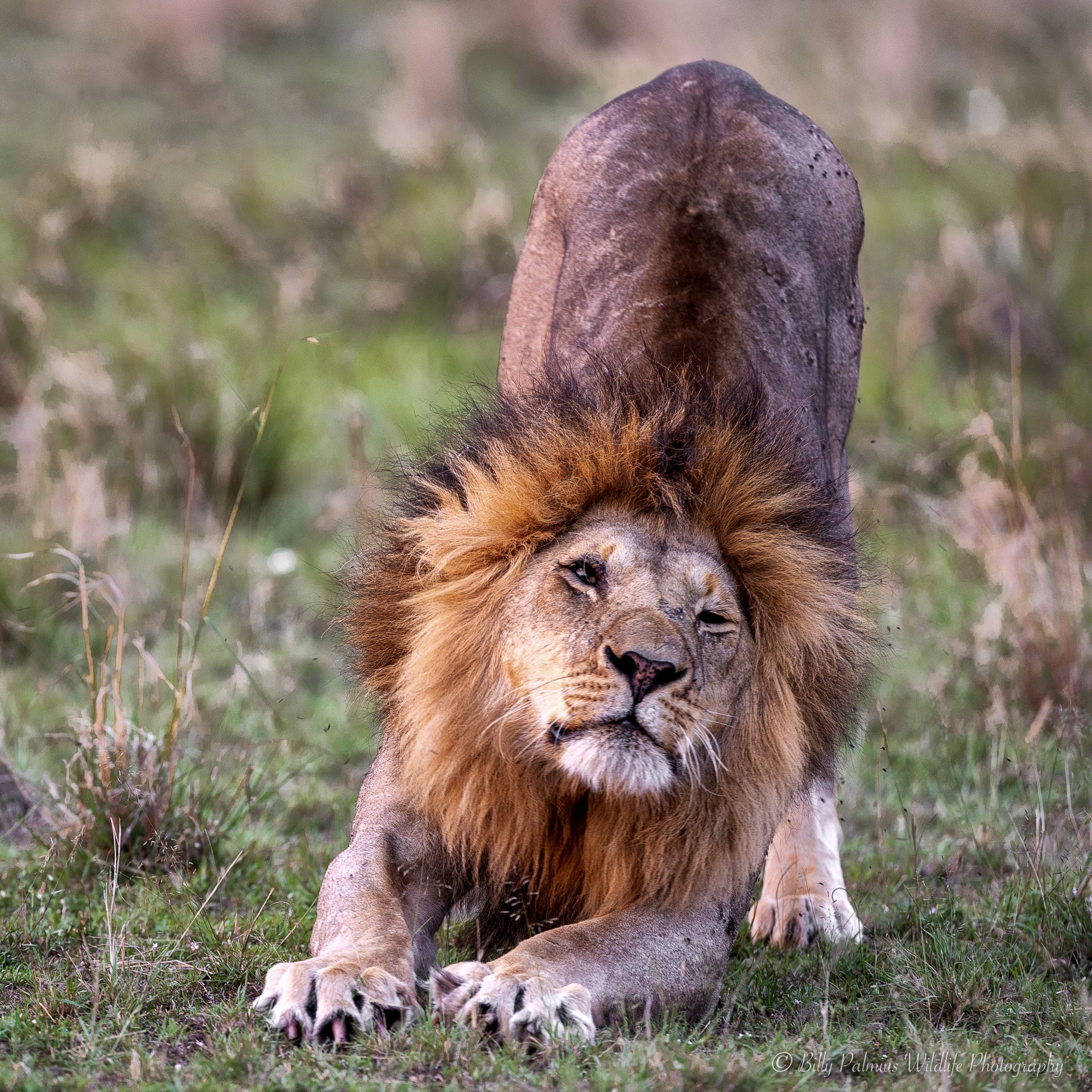 Kenya Wildlife