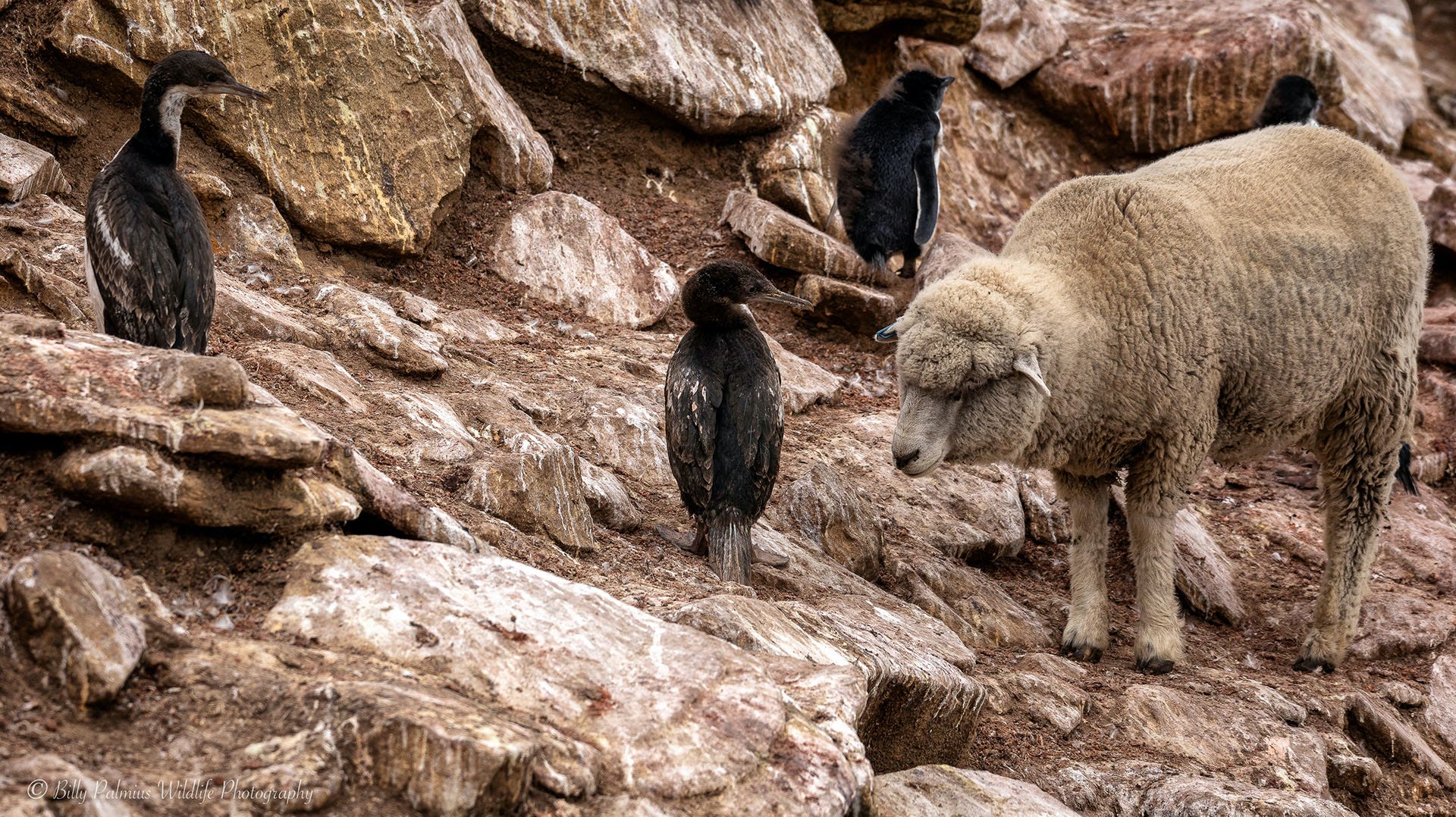 Falkland island