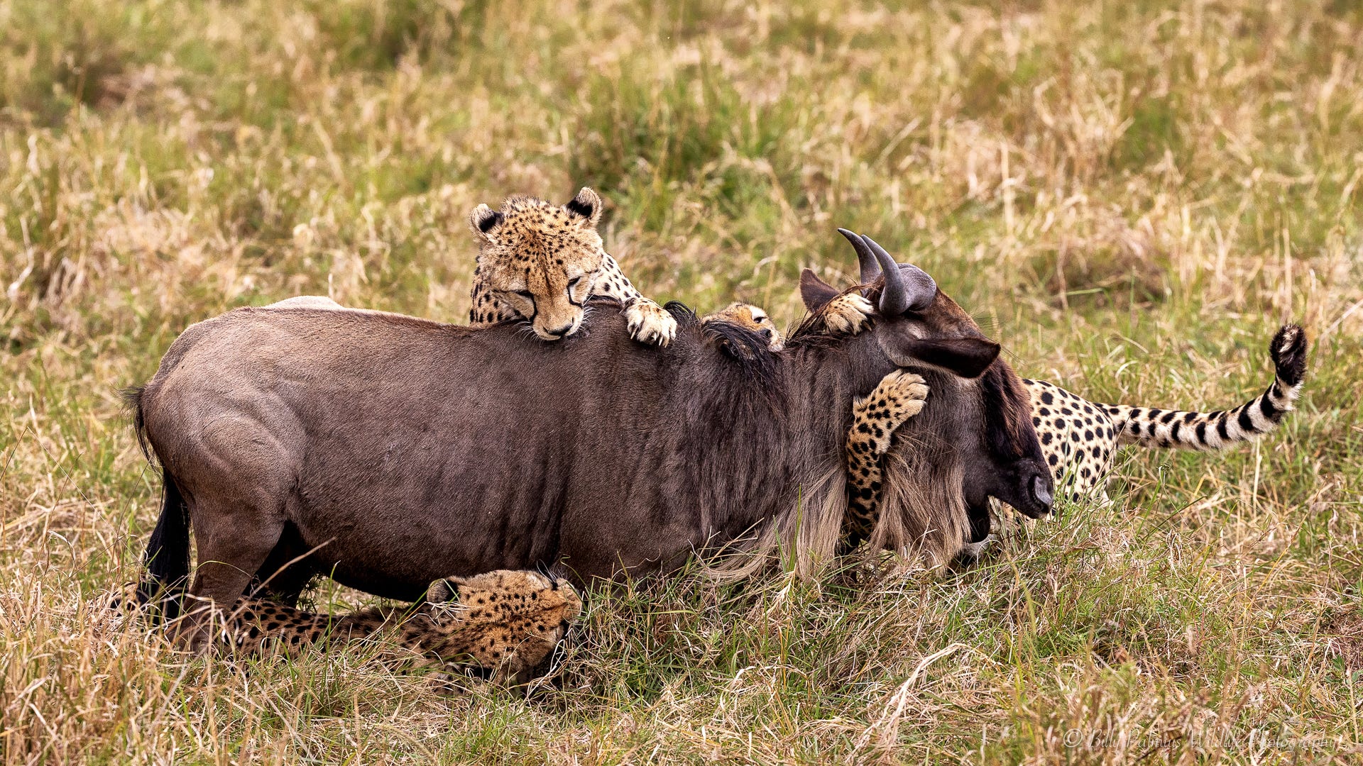 Kenya Wildlife