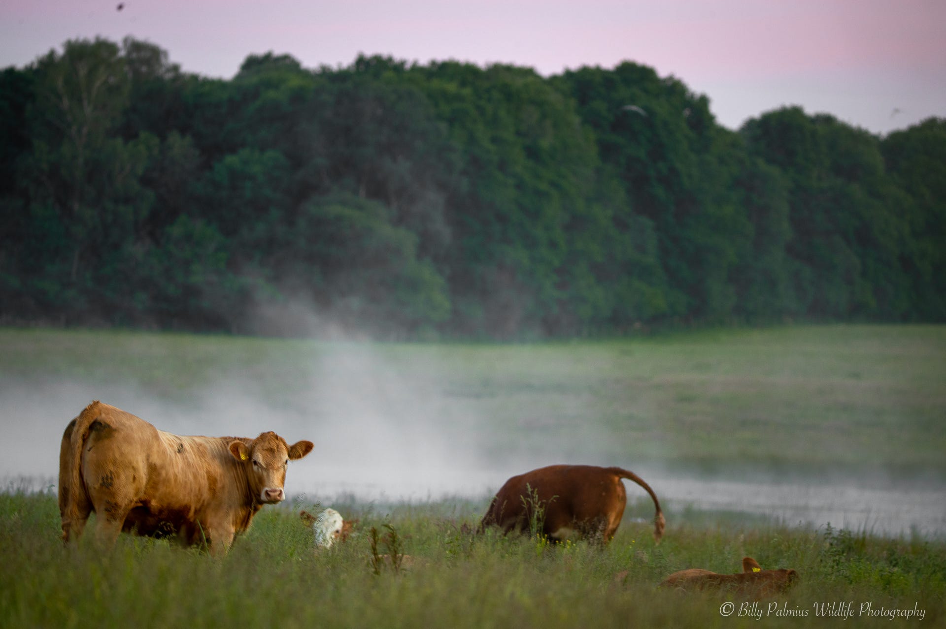 Pictures from Skåne in the south of Sweden