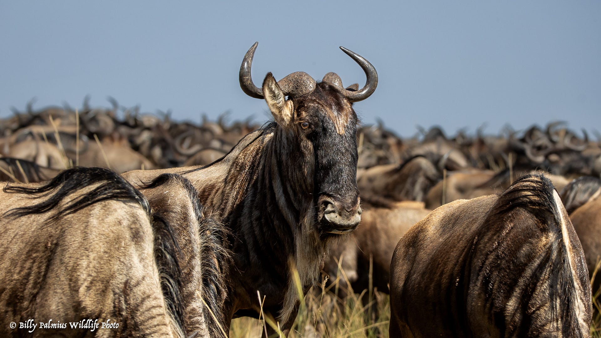 Masai Mara Kenya - Great Migration