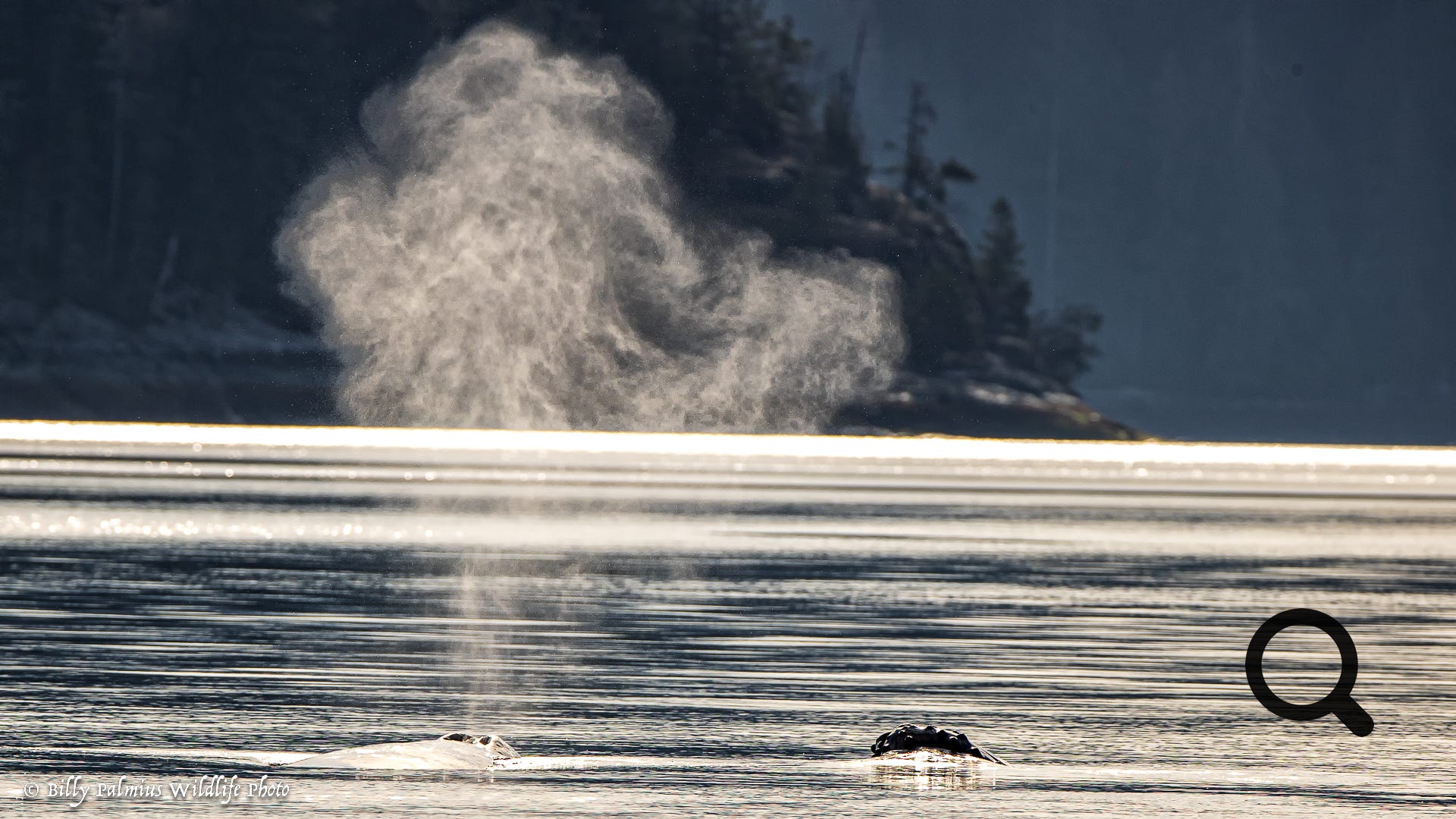 Bears in BC, Canada