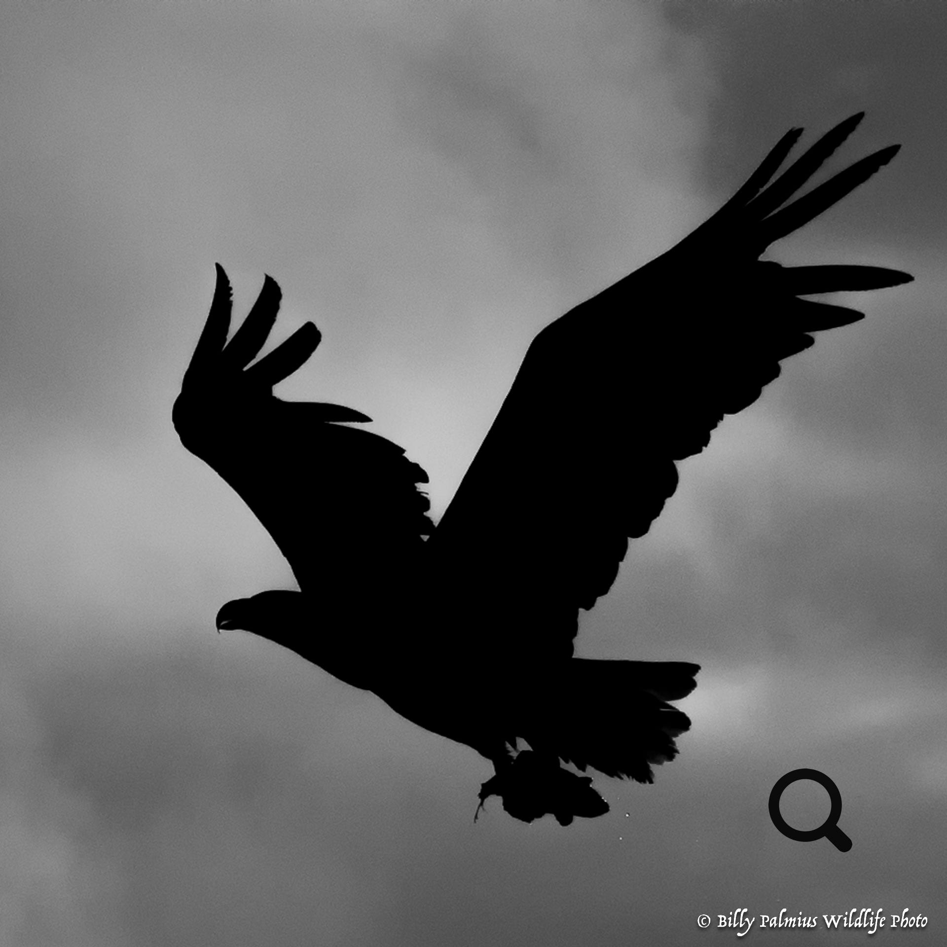 White Tailed Eagle 2022, Norway