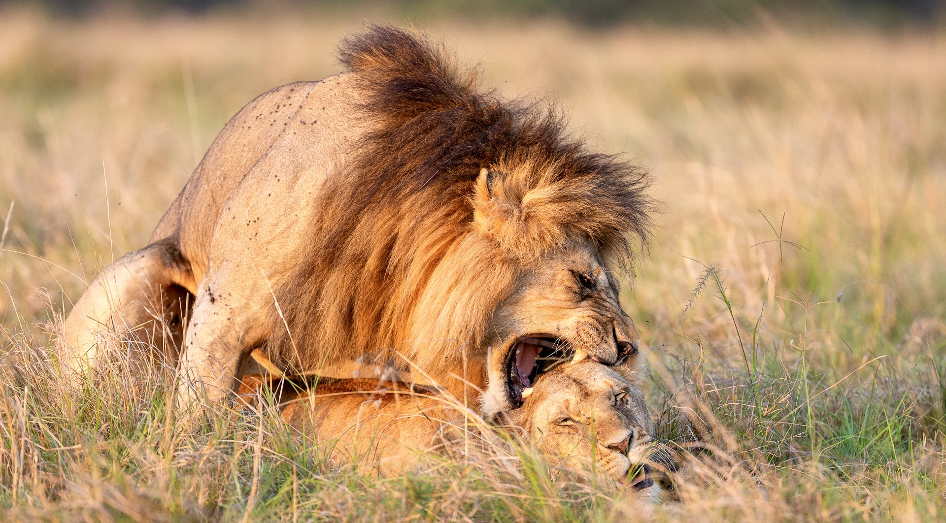 Kenya Wildlife