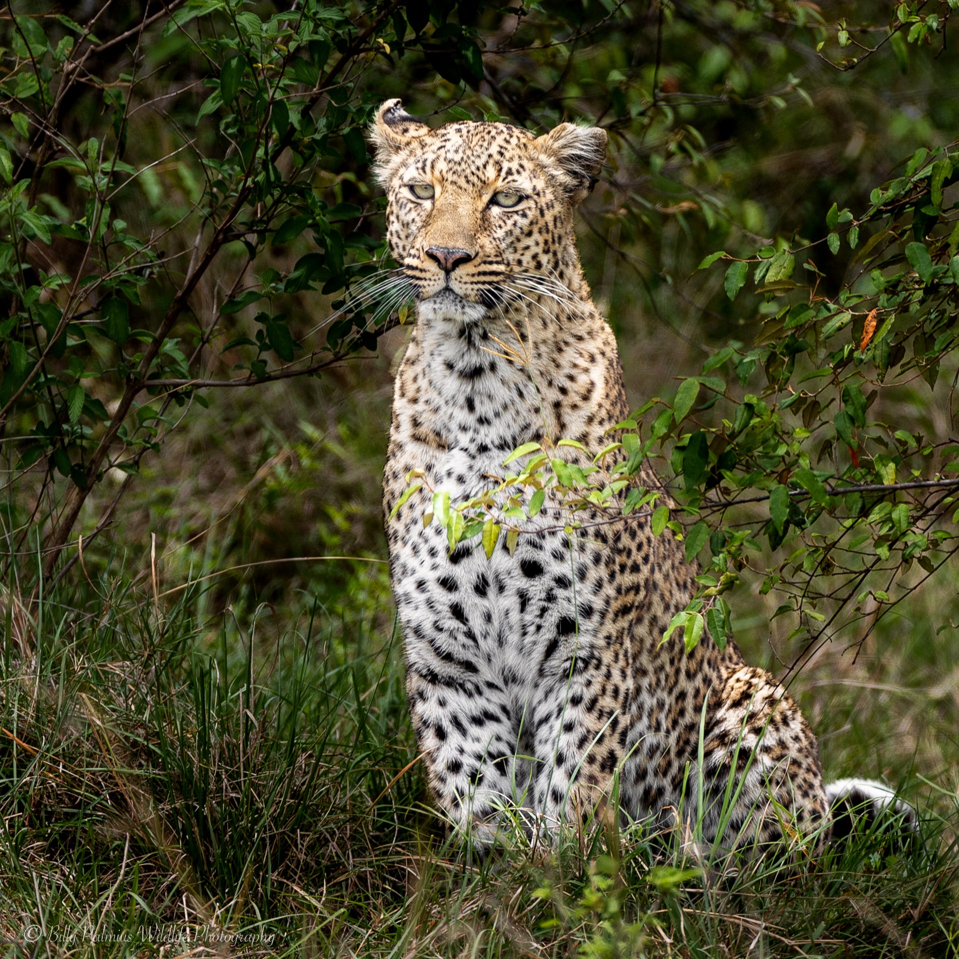 Kenya Wildlife