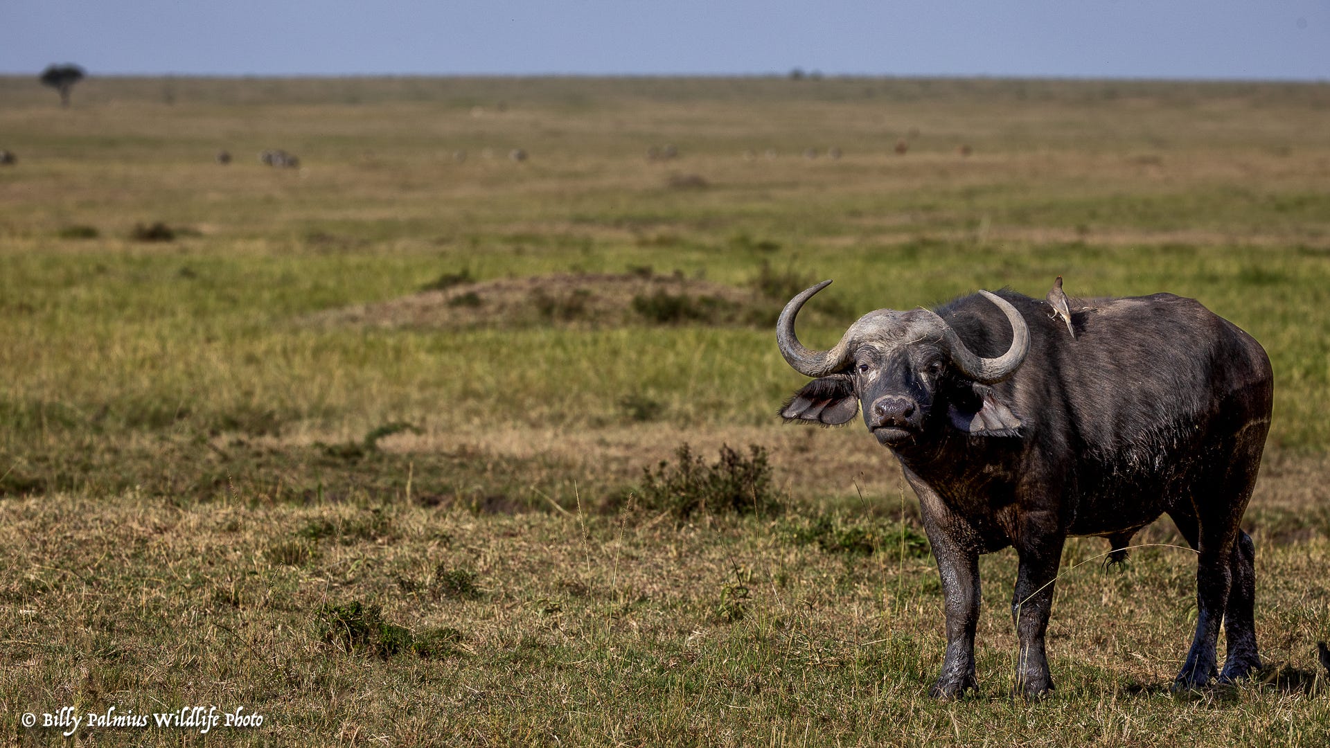 Masai Mara Kenya - Wildlife...