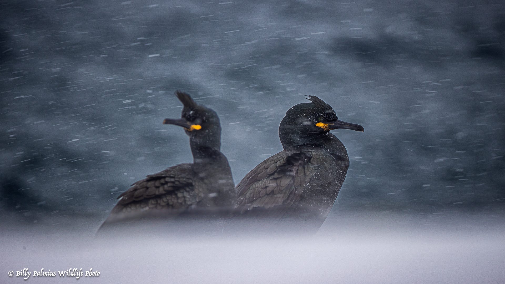 Norway Varanger