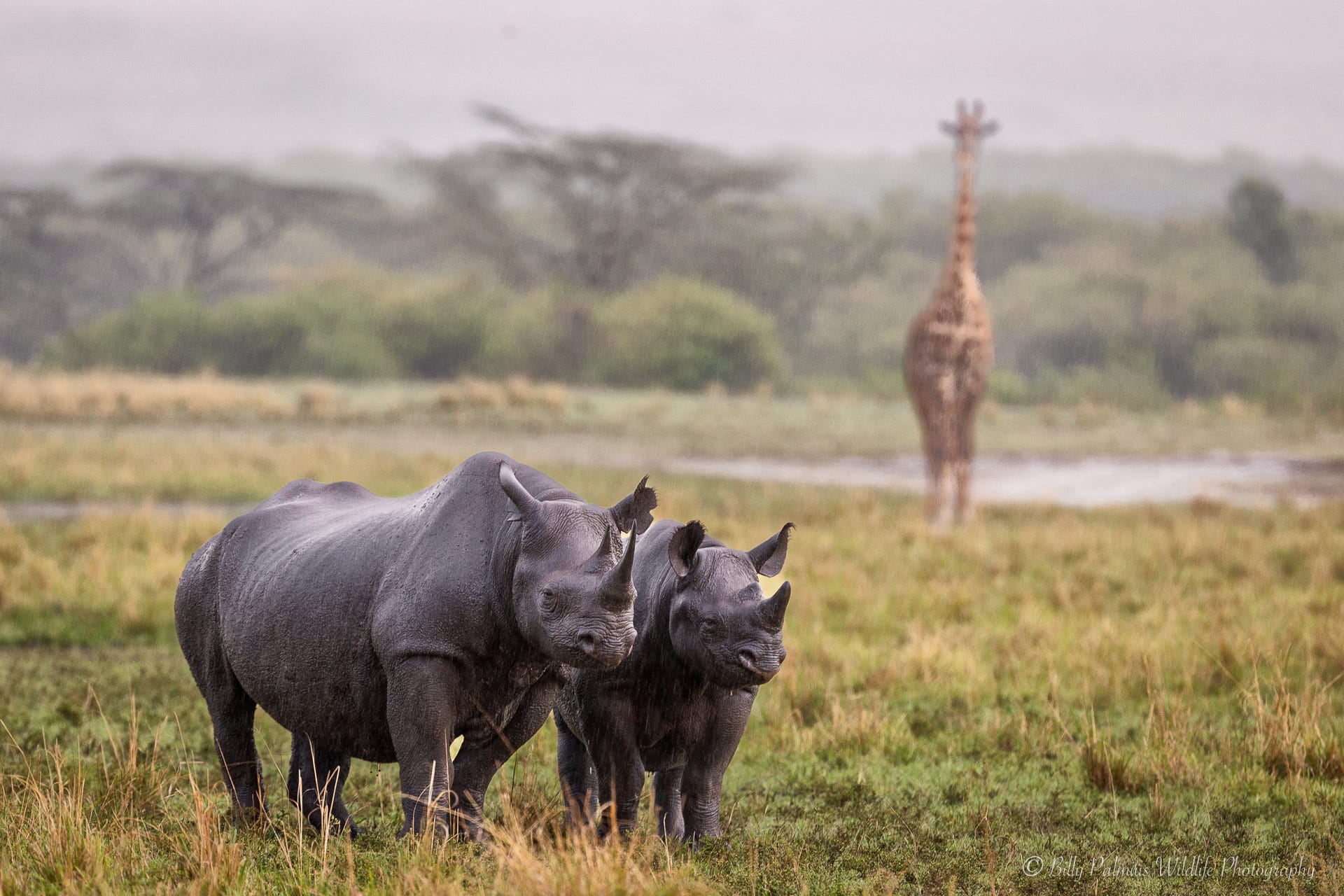 Kenya Wildlife