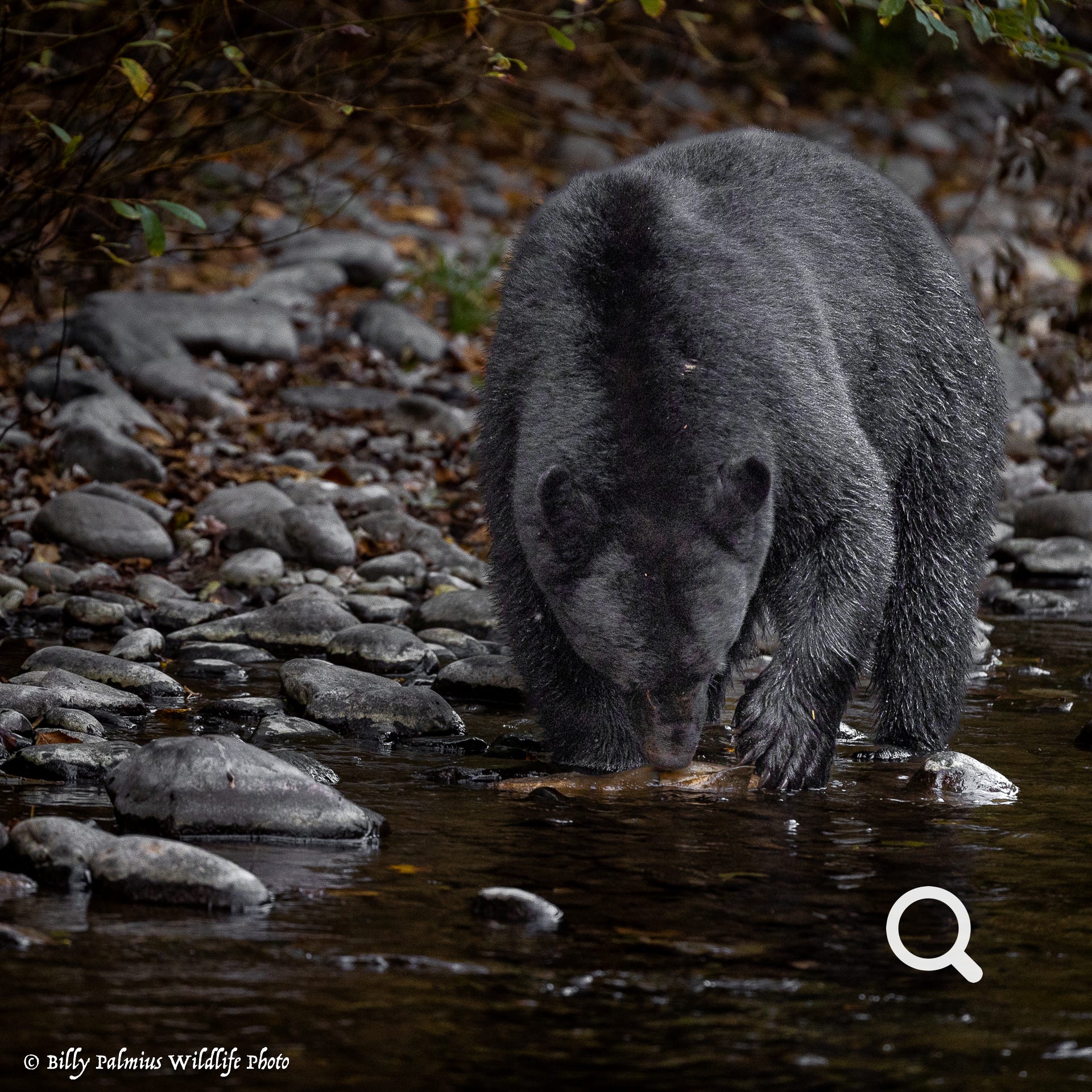 Bears in BC, Canada