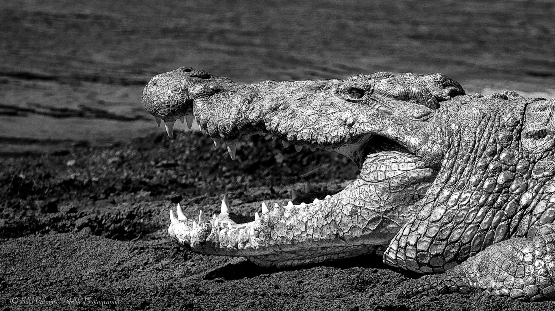 Kenya Wildlife