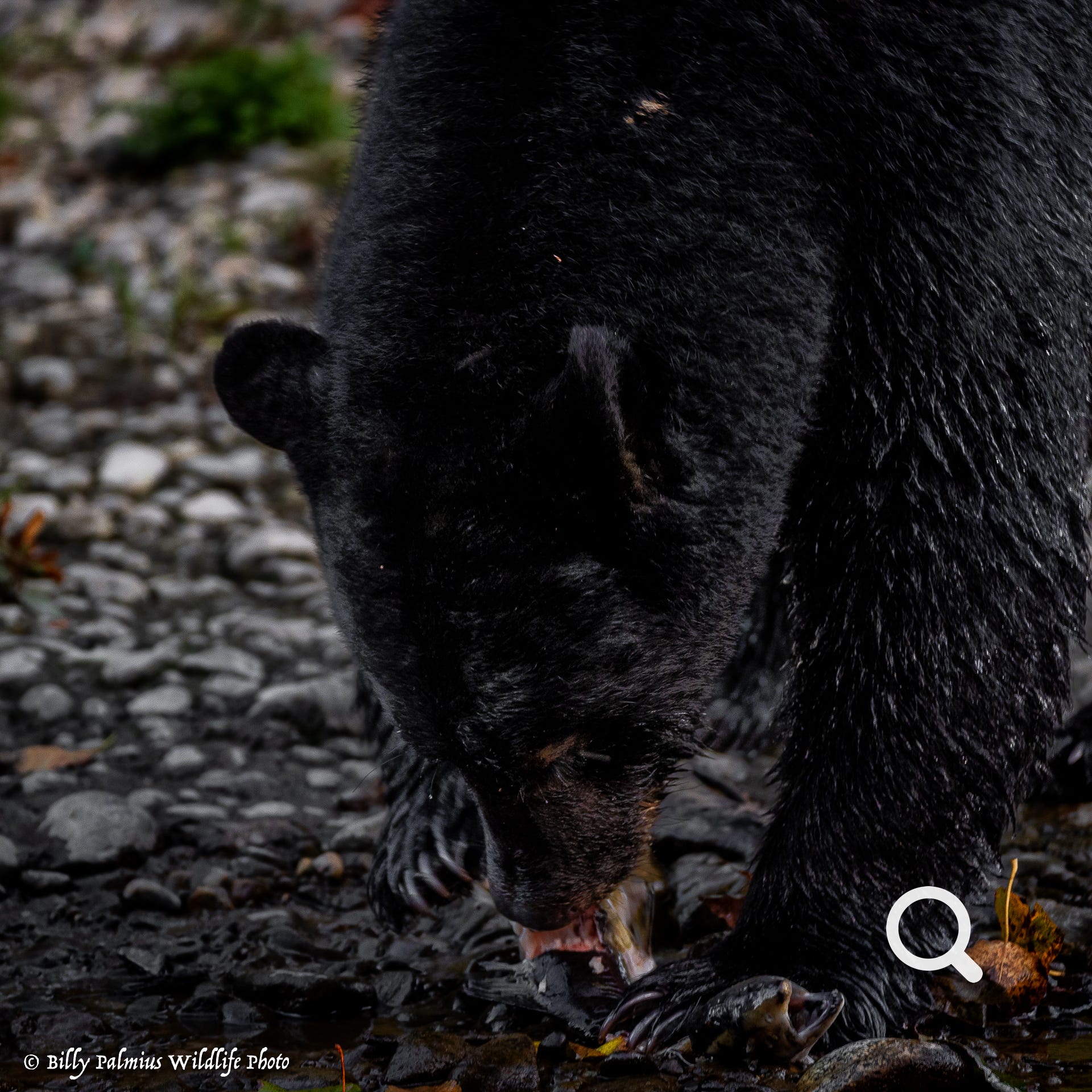 Bears in BC, Canada