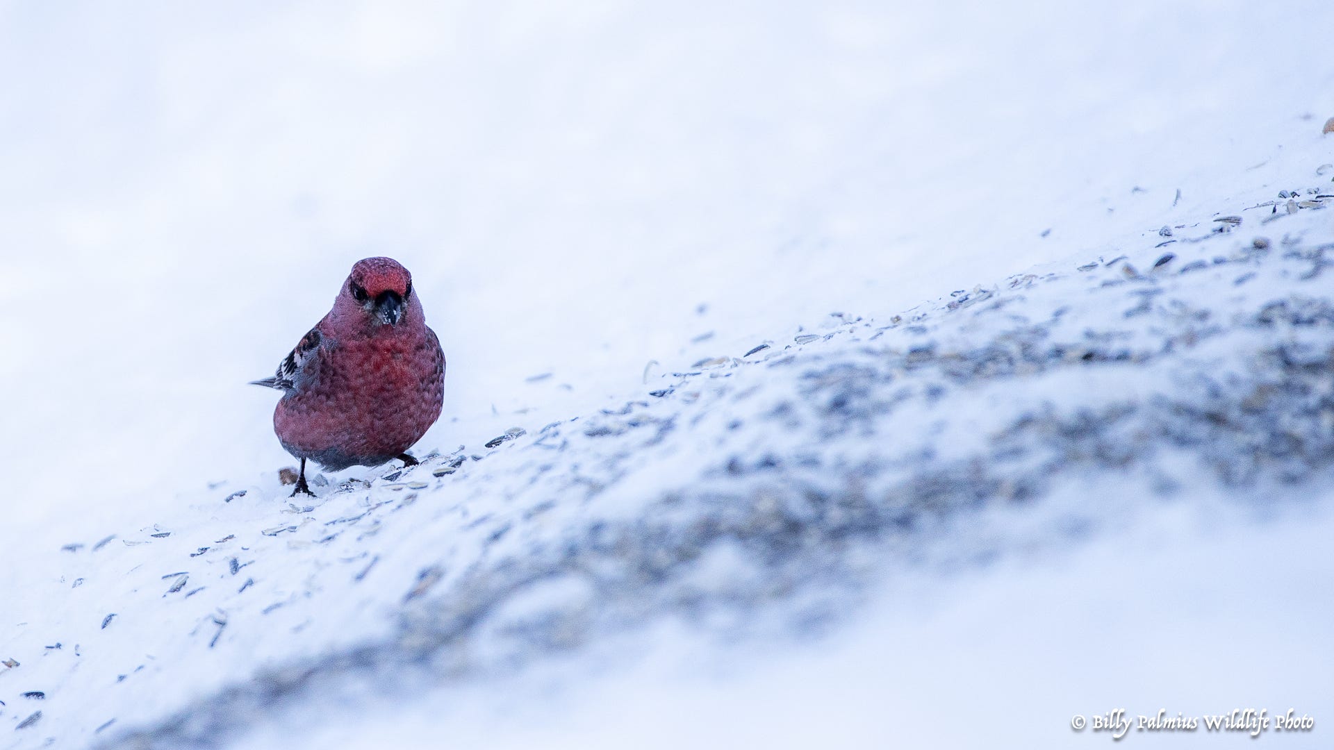 Norway Varanger