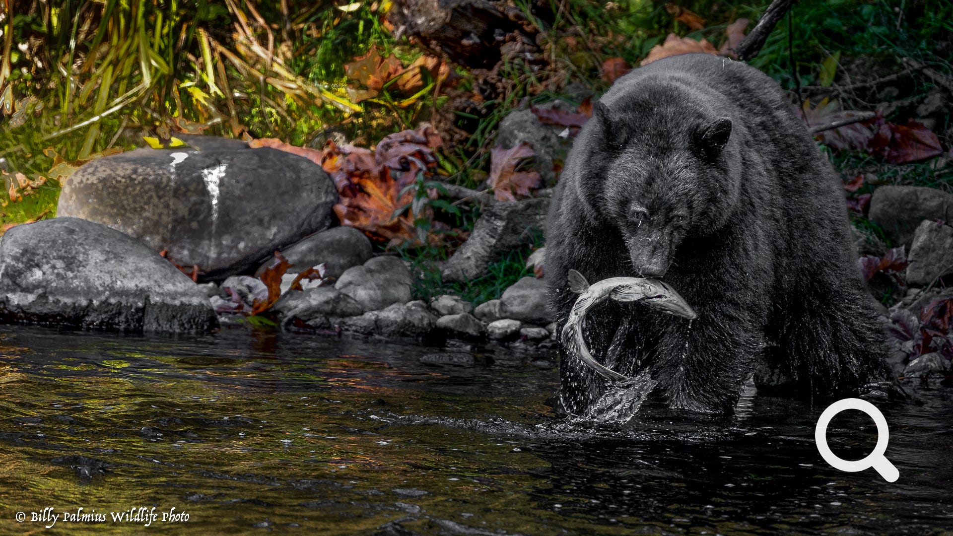 Bears in BC, Canada