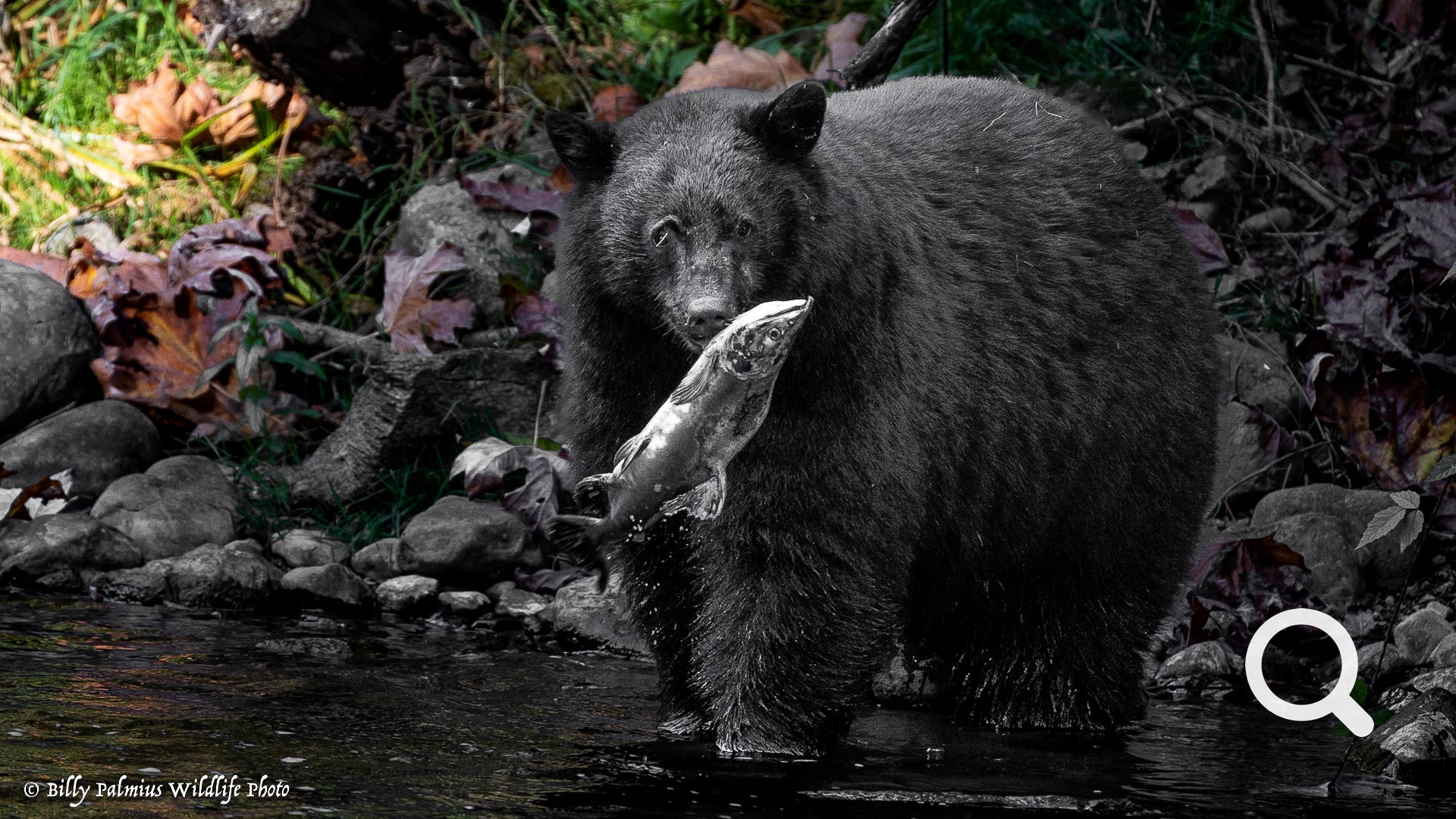Bears in BC, Canada