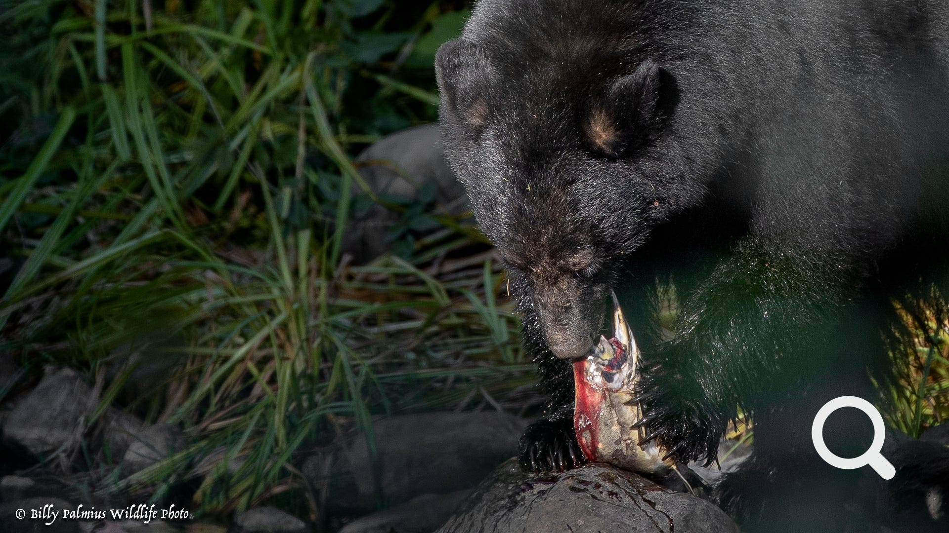 Bears in BC, Canada