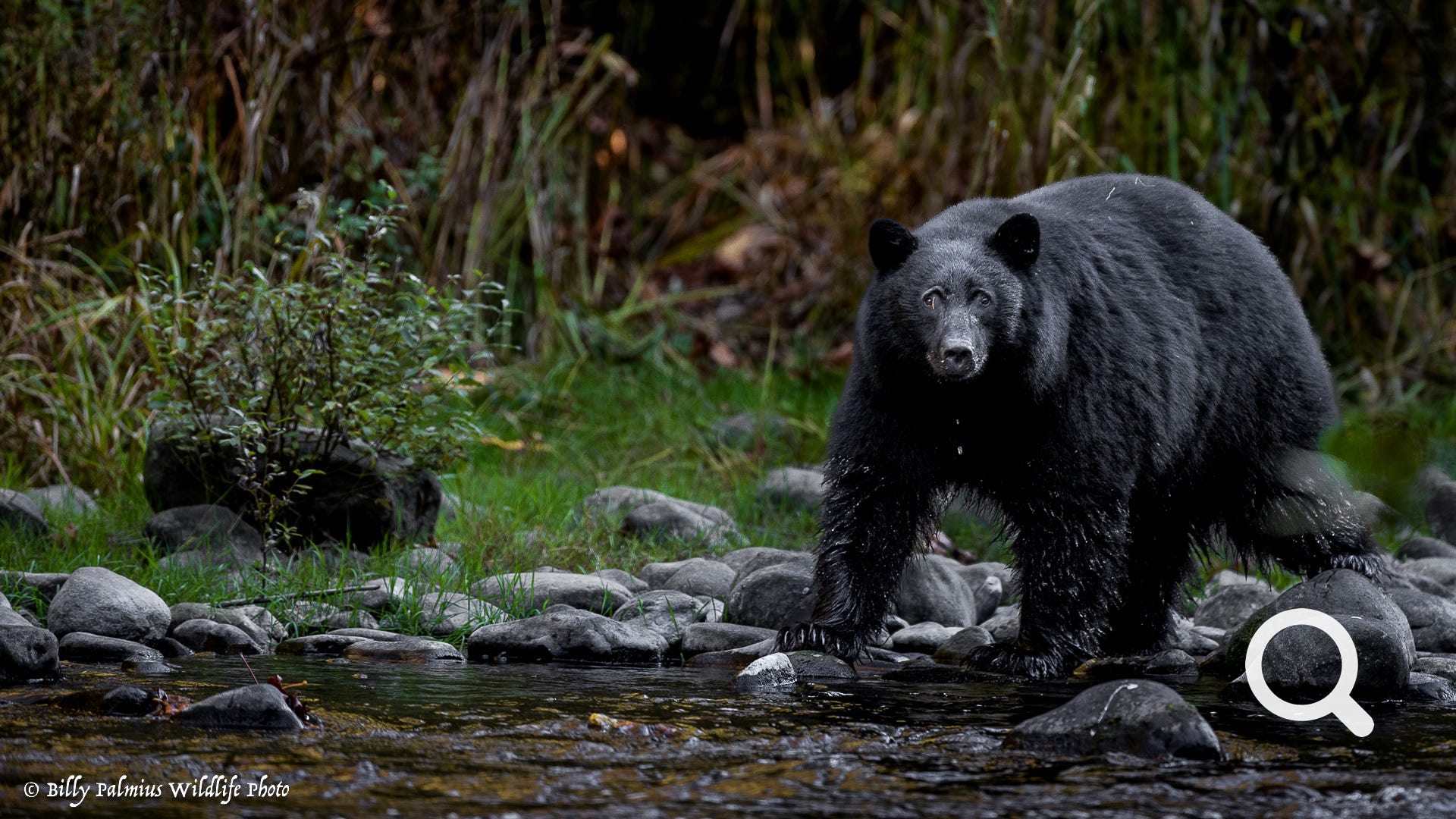 Bears in BC, Canada