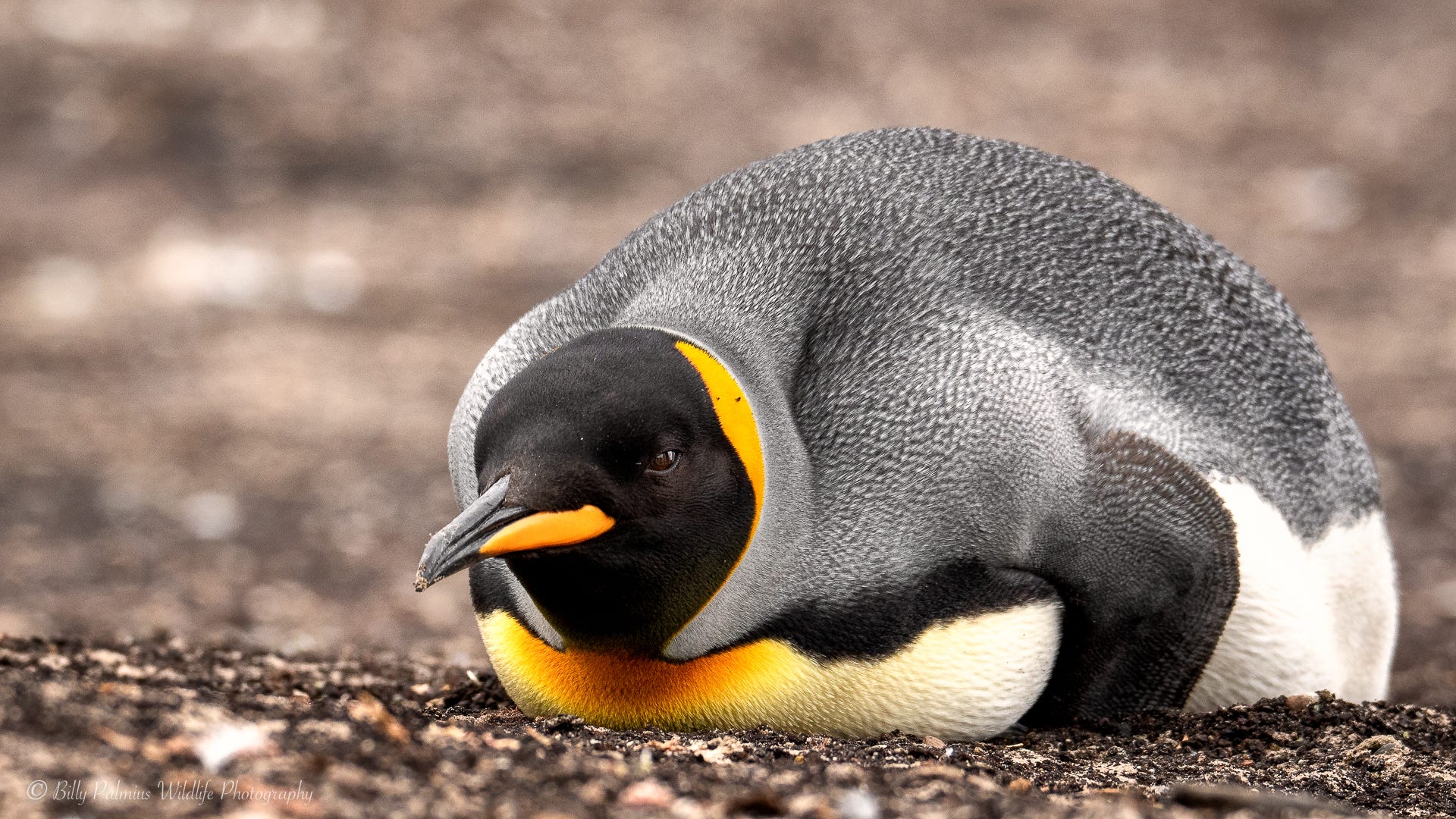 Falkland island