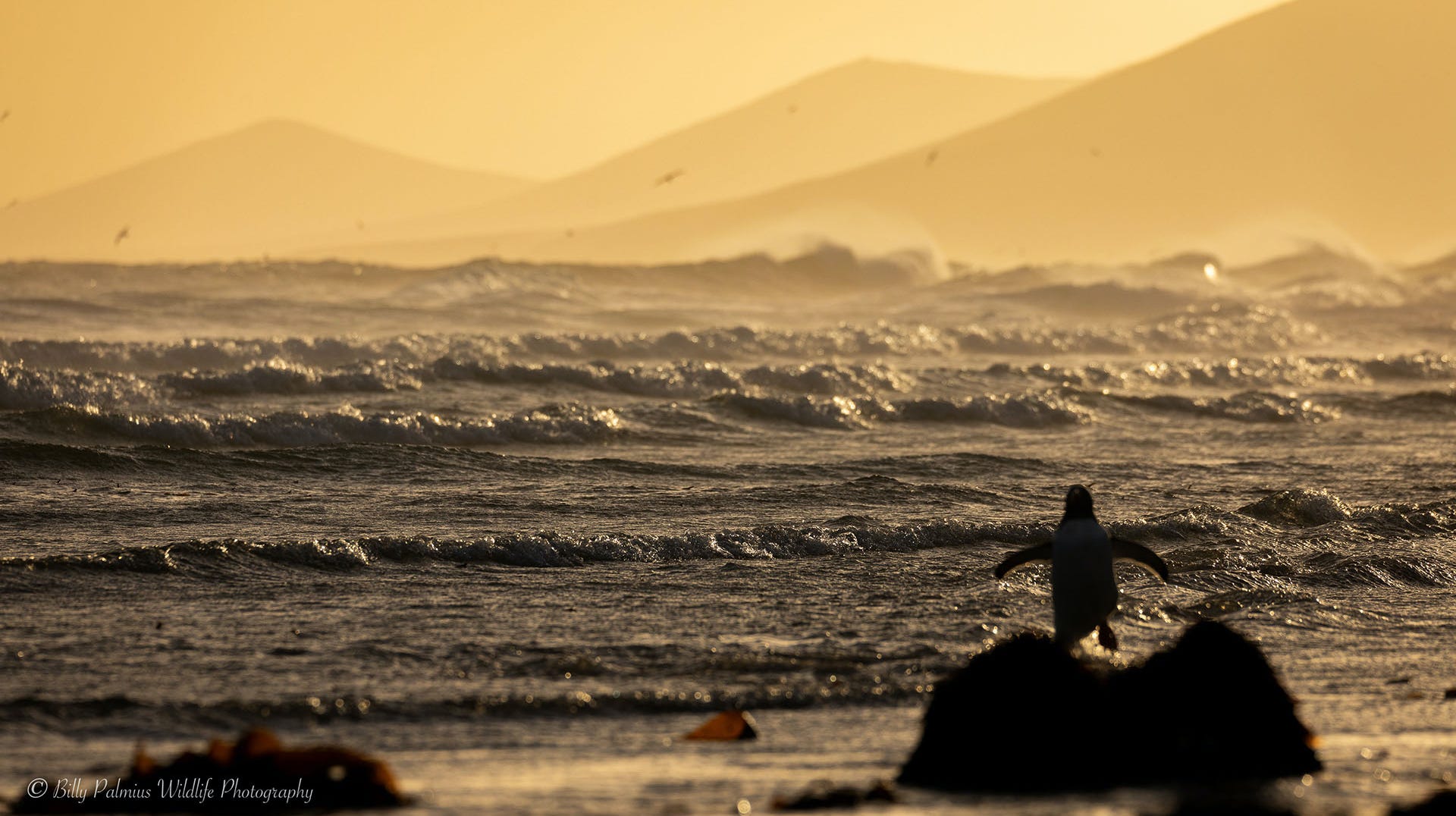 Falkland island