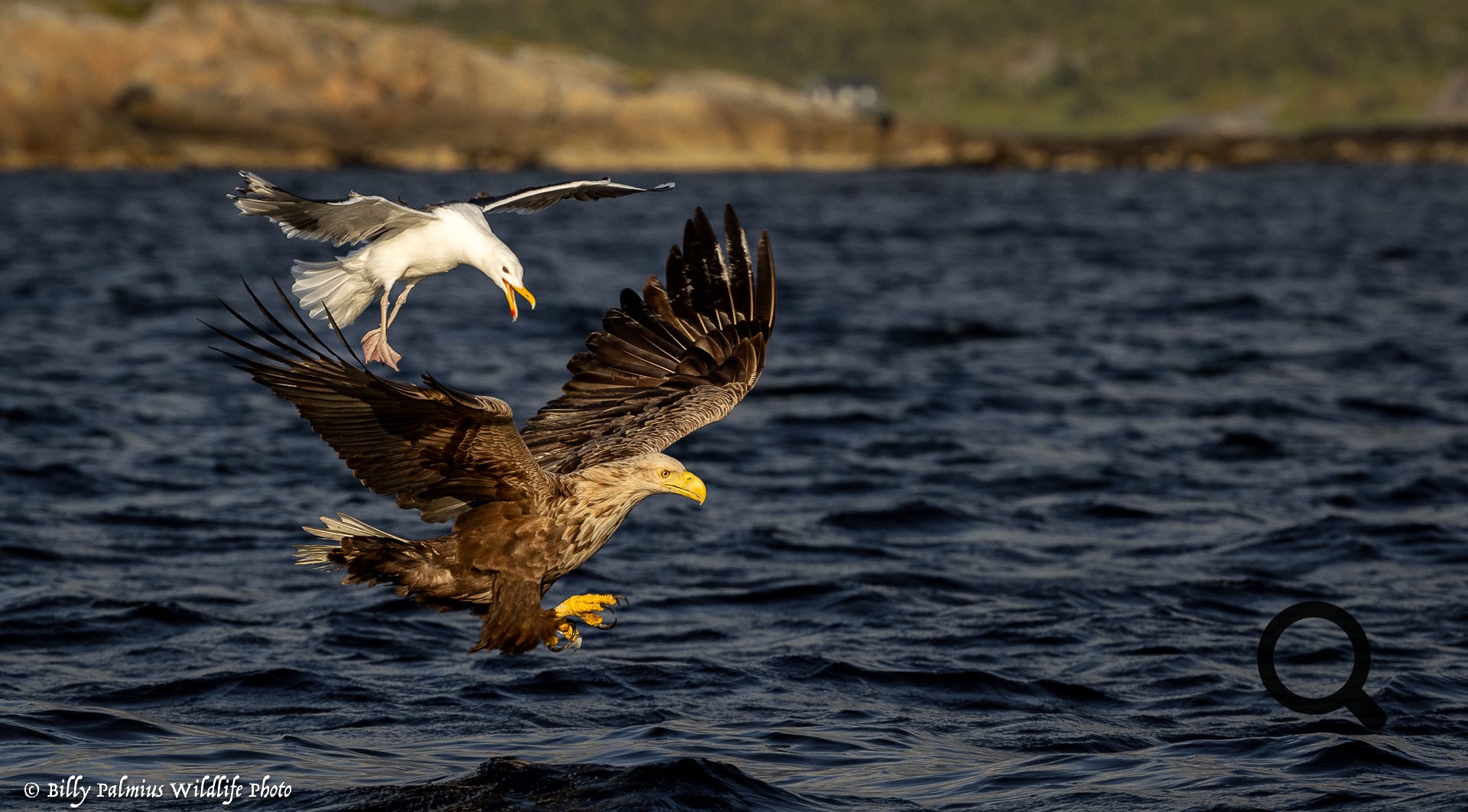 White Tailed Eagle 2022, Norway