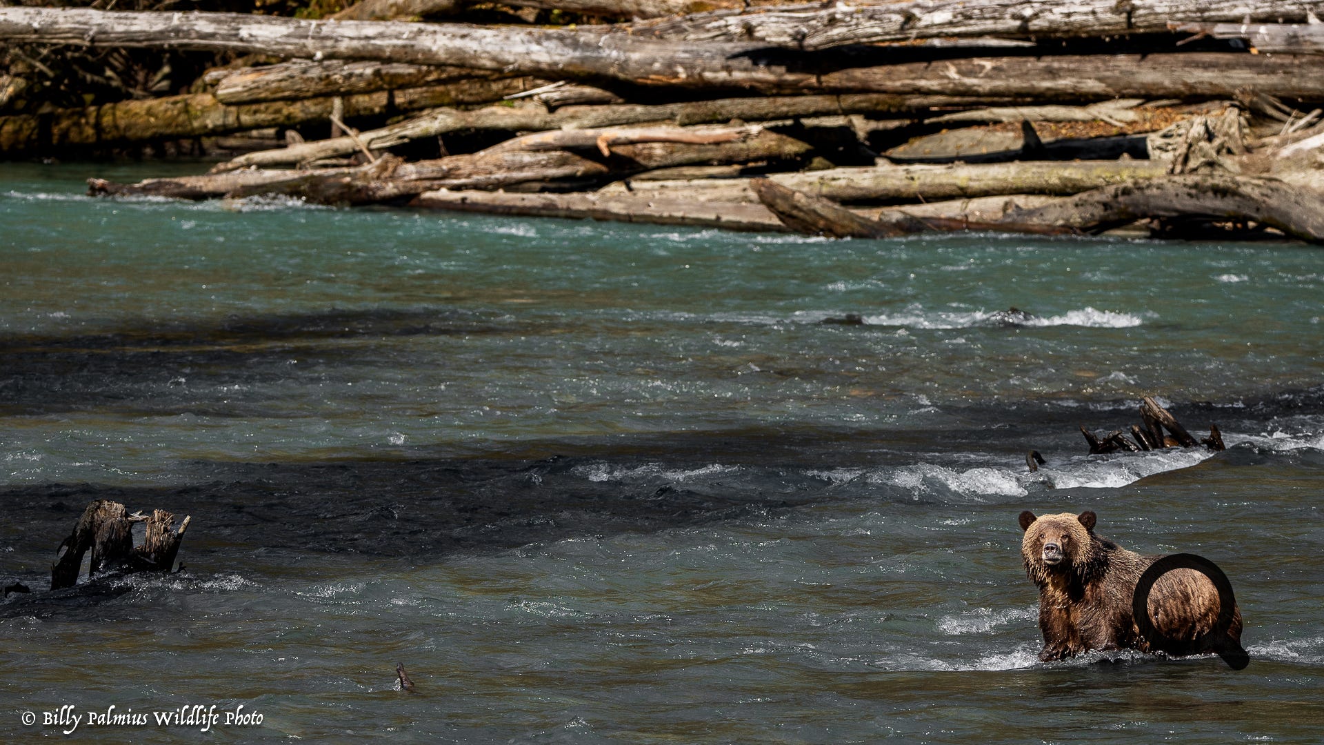 Bears in BC, Canada