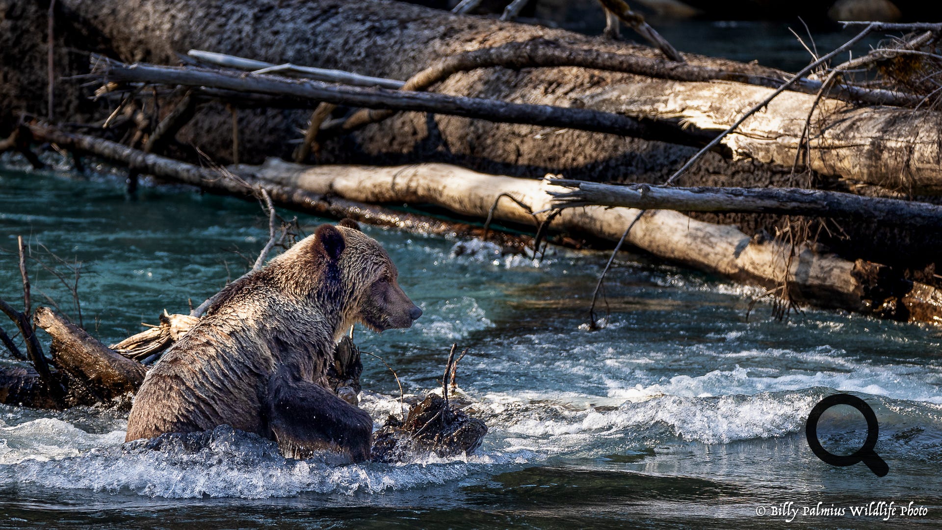 Bears in BC, Canada