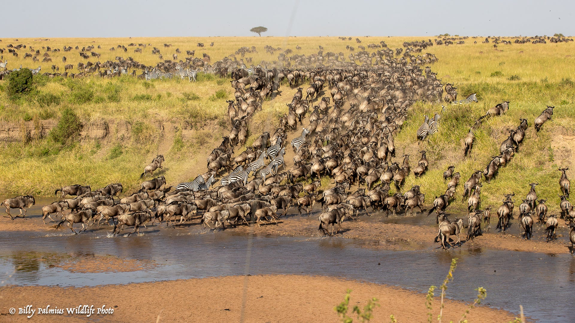Masai Mara Kenya - Great Migration