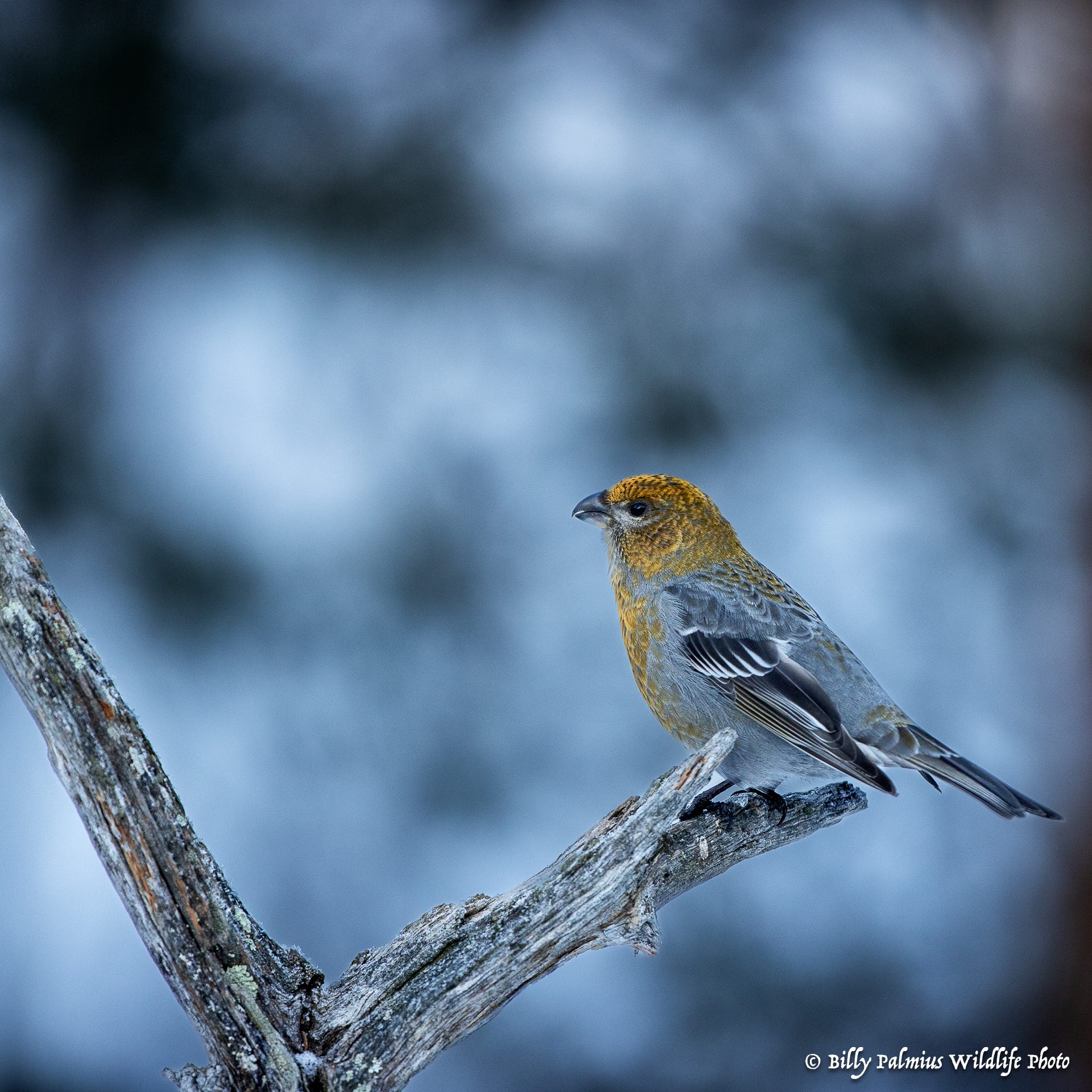 Norway Varanger
