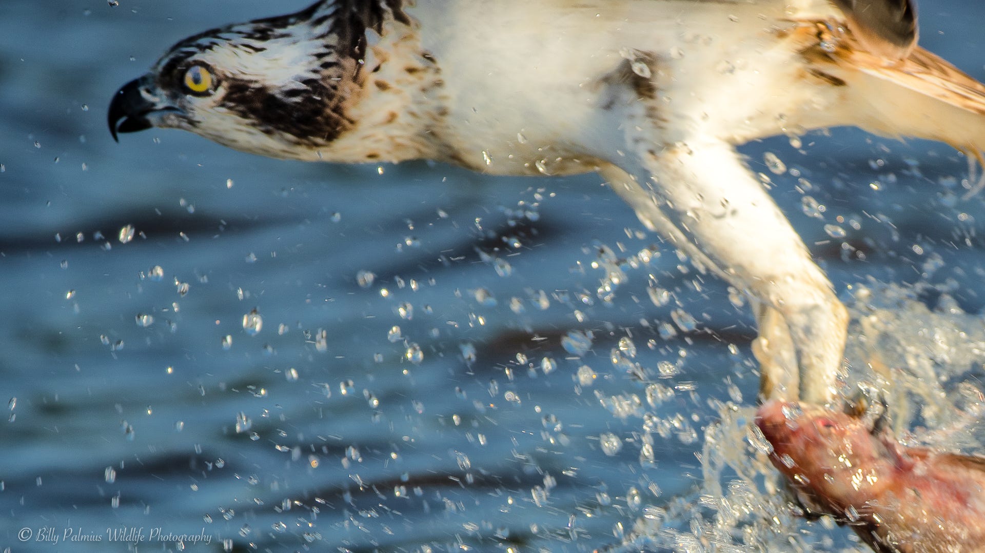 Pictures from Lake Mälaren in Sweden, shooting the Ospray