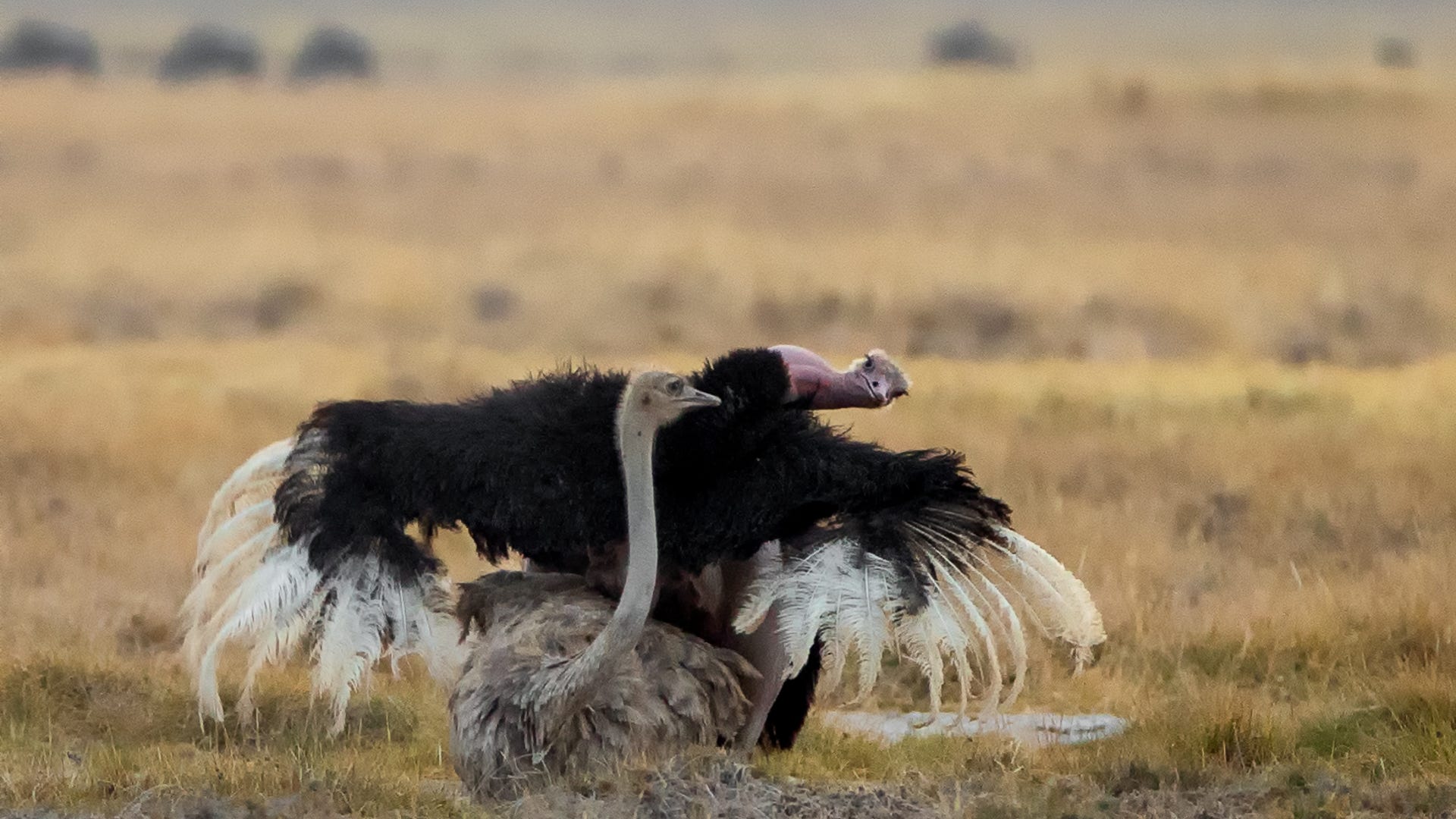 Kenya Wildlife