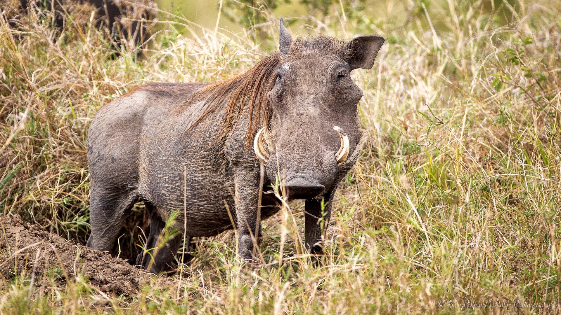 Kenya Wildlife