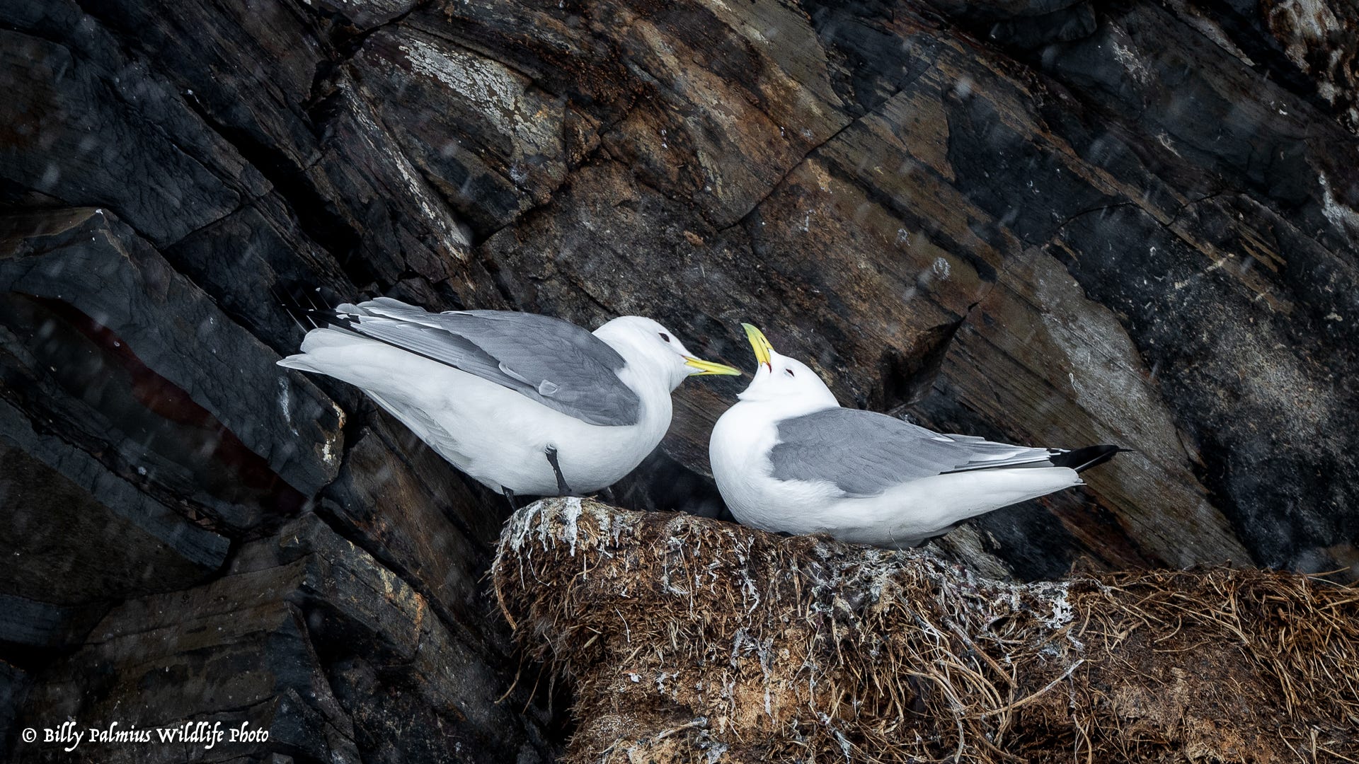 Norway Varanger